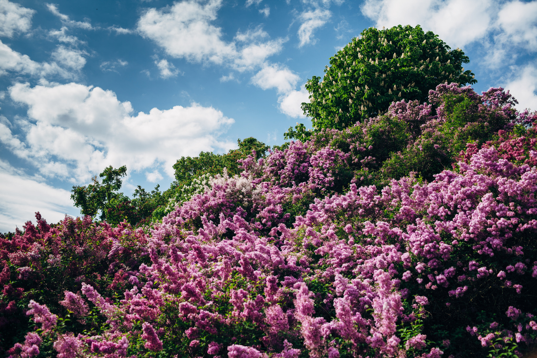 Canon EF 35mm F1.4L USM sample photo. Follow the spring photography