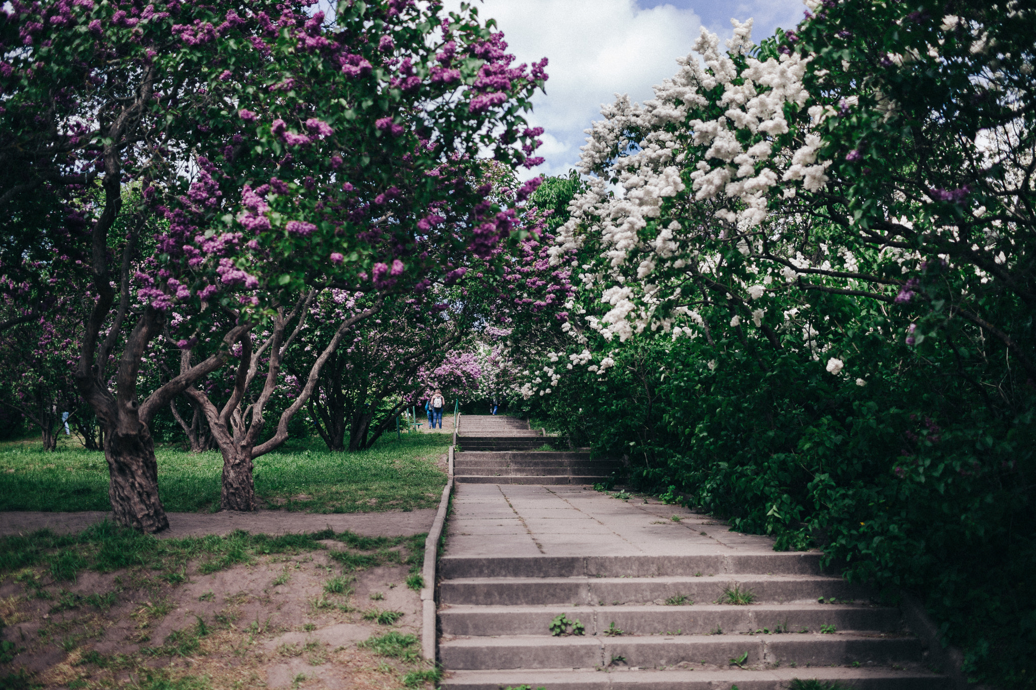 Canon EF 35mm F1.4L USM sample photo. Follow the spring photography