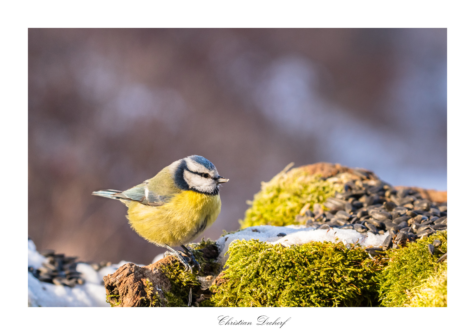 Canon EOS 5DS R sample photo. Une mésange bleue. photography