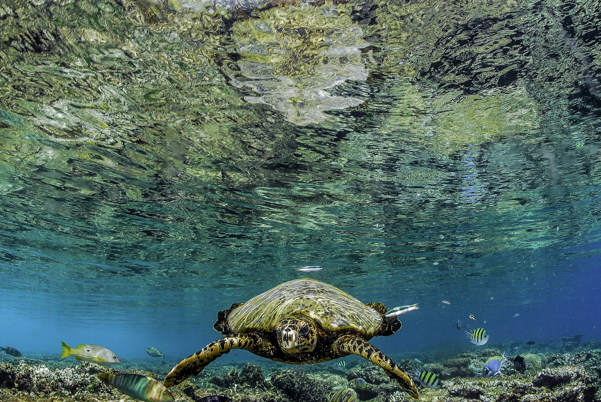 Nikon D200 + Nikon AF Fisheye-Nikkor 16mm F2.8D sample photo. Hawksbill turtle photography