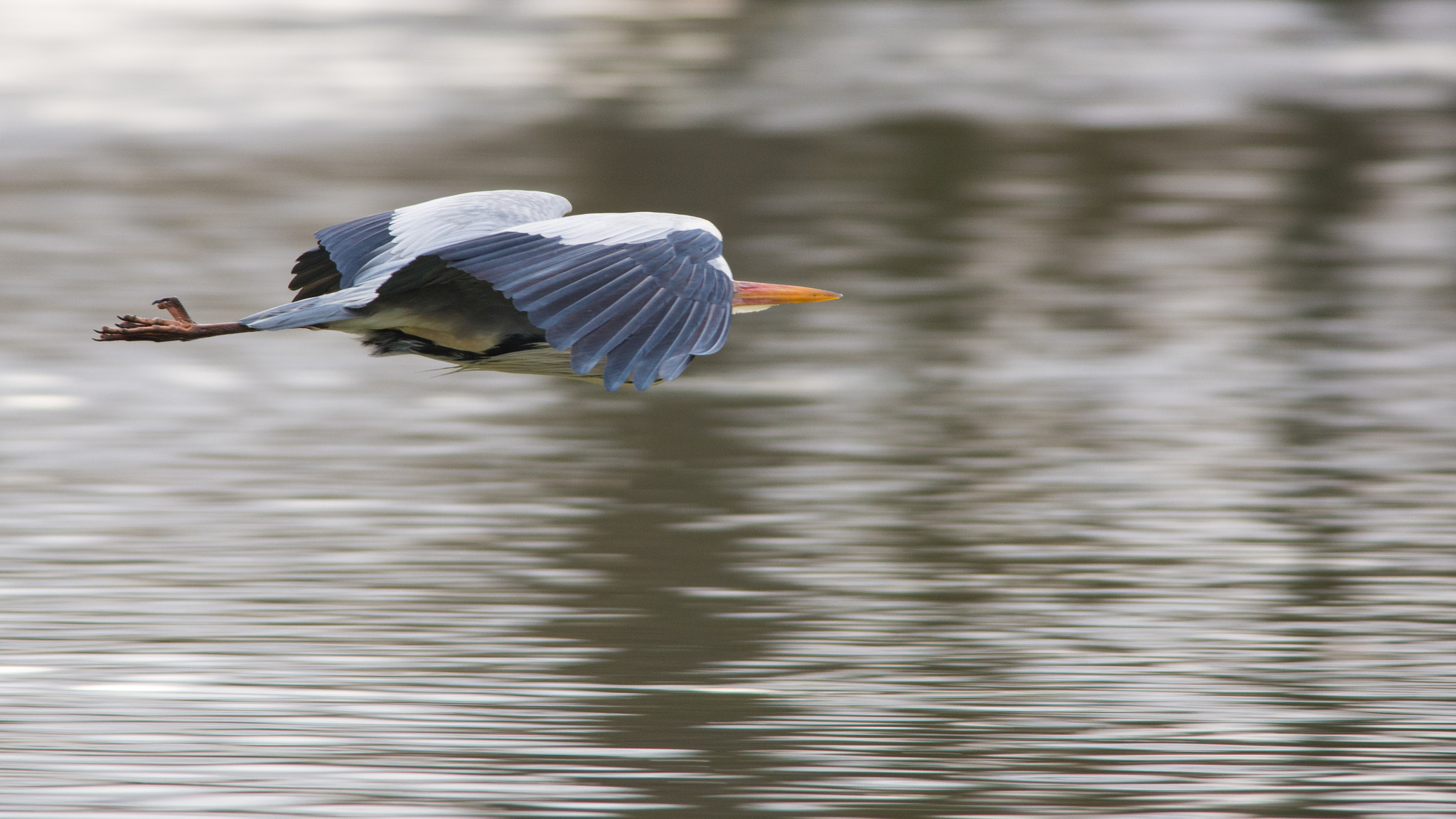 Nikon D7100 + Nikon AF-S Nikkor 300mm F4D ED-IF sample photo. Héron cendré photography