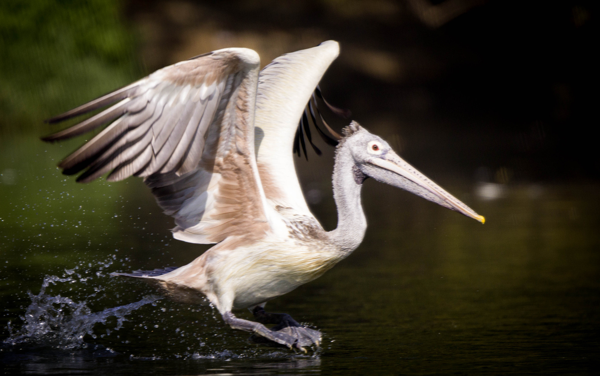 Tamron SP 150-600mm F5-6.3 Di VC USD sample photo. Animals photography