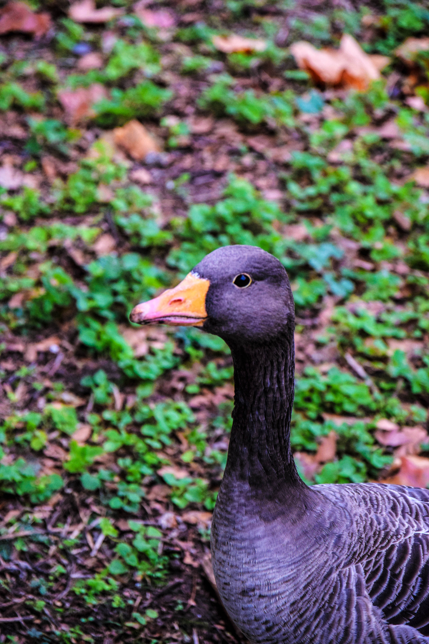 Nikon D3300 + Sigma 17-70mm F2.8-4 DC Macro OS HSM | C sample photo. Dsc photography