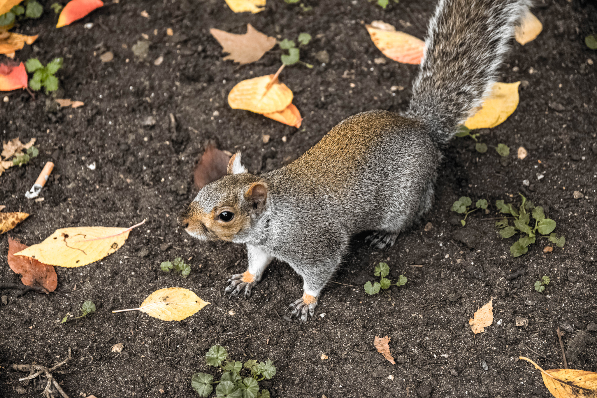 Sigma 17-70mm F2.8-4 DC Macro OS HSM | C sample photo. Dsc photography