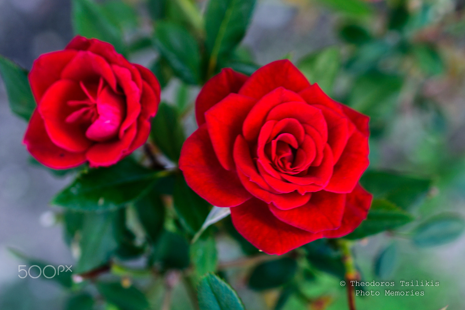 Nikon AF-S DX Micro Nikkor 40mm F2.8 sample photo. Deep red roses photography