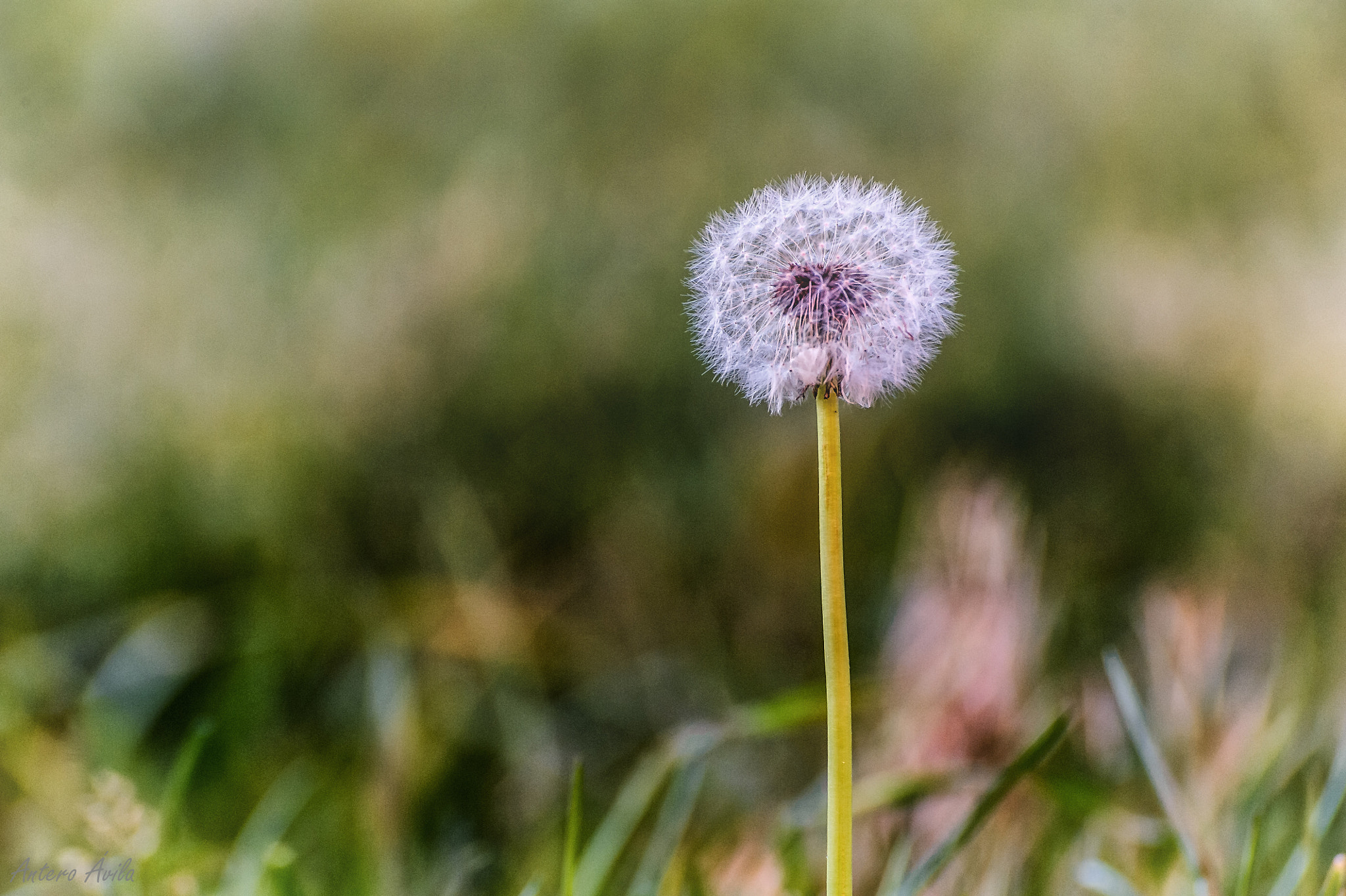 Nikon D700 sample photo. Light flower photography