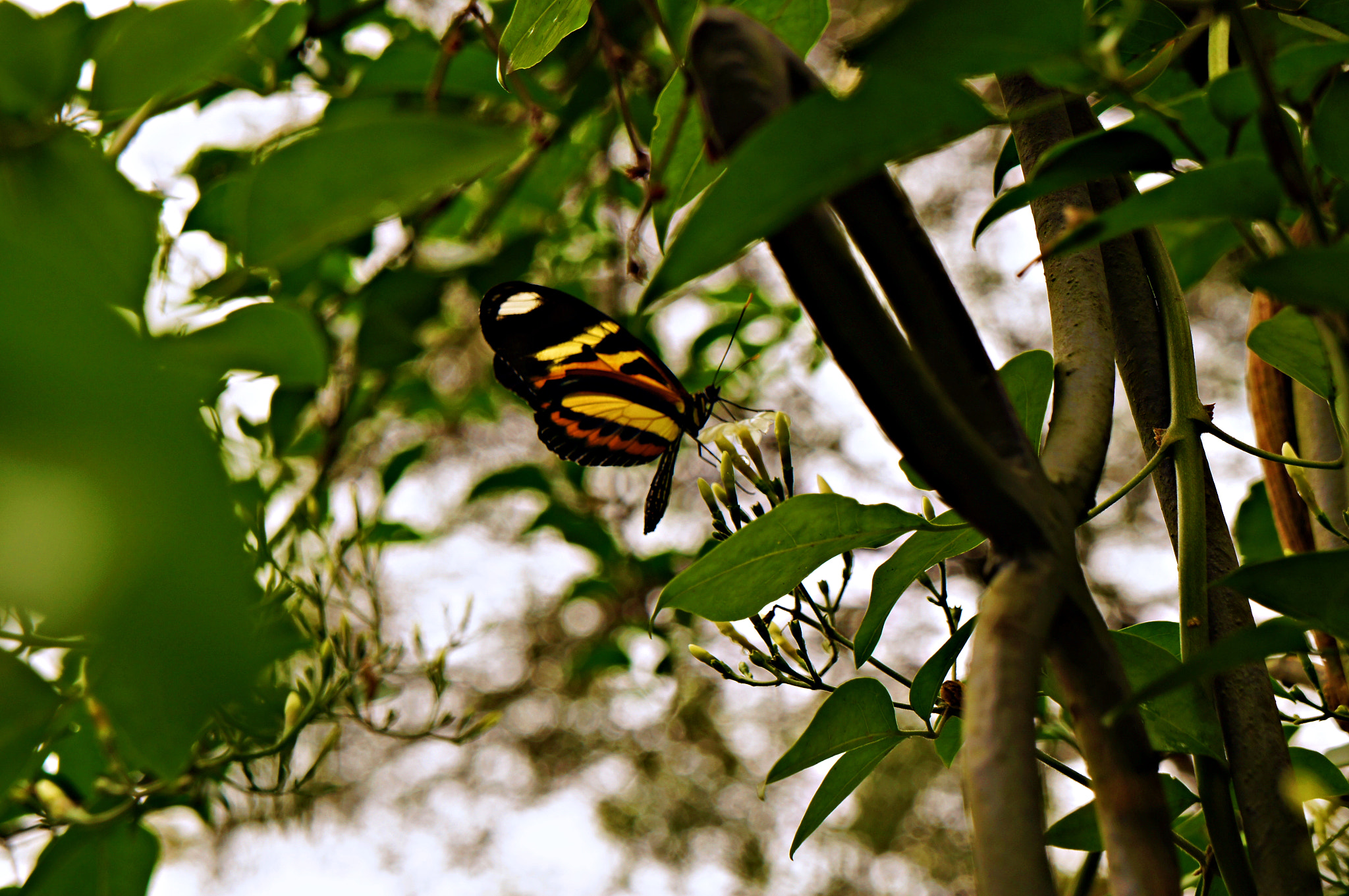 Sony Alpha NEX-C3 sample photo. The butterfly photography