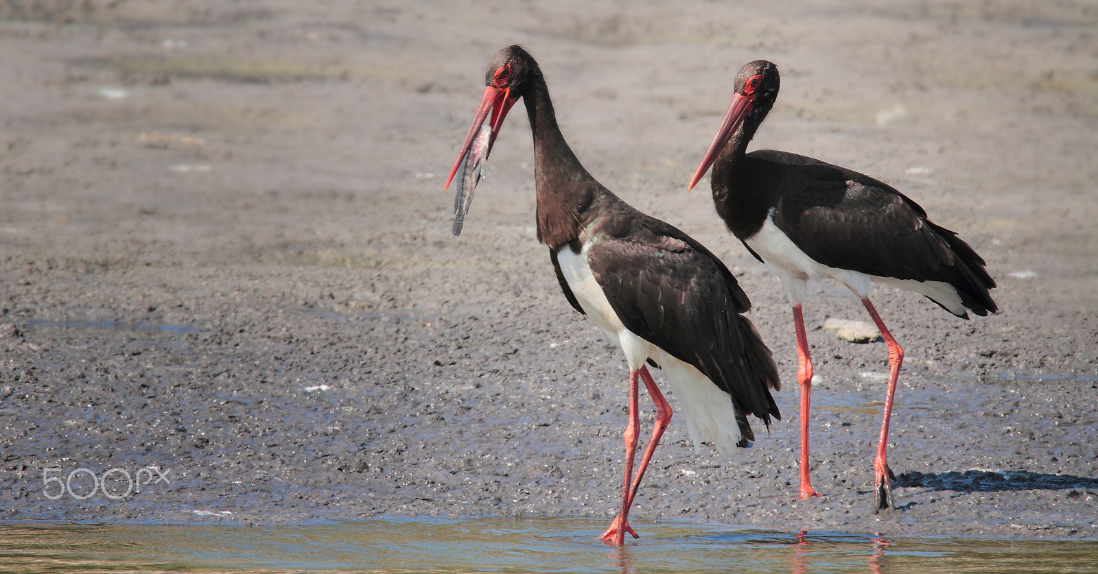 Tamron SP 150-600mm F5-6.3 Di VC USD sample photo. Black storks  fishing ... photography