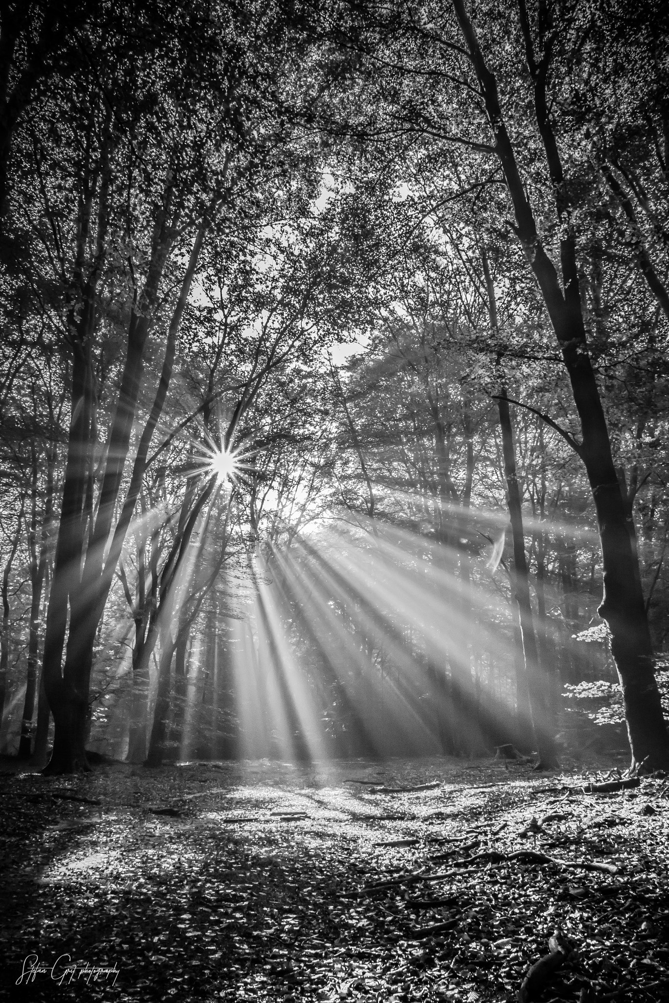 Canon EOS 550D (EOS Rebel T2i / EOS Kiss X4) sample photo. Forest sunrise photography