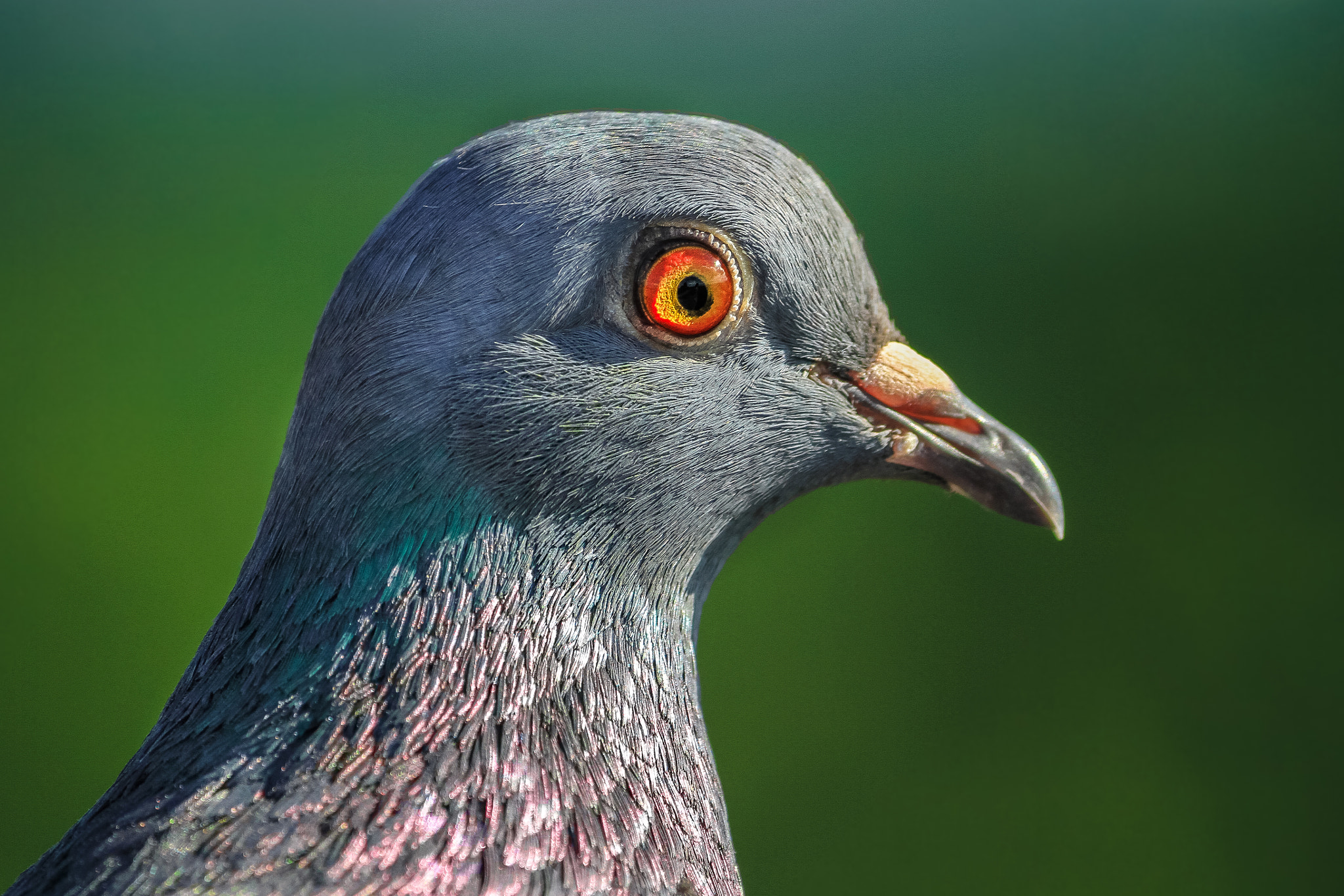 Canon EF-S 55-250mm F4-5.6 IS II sample photo. Eye to eye photography