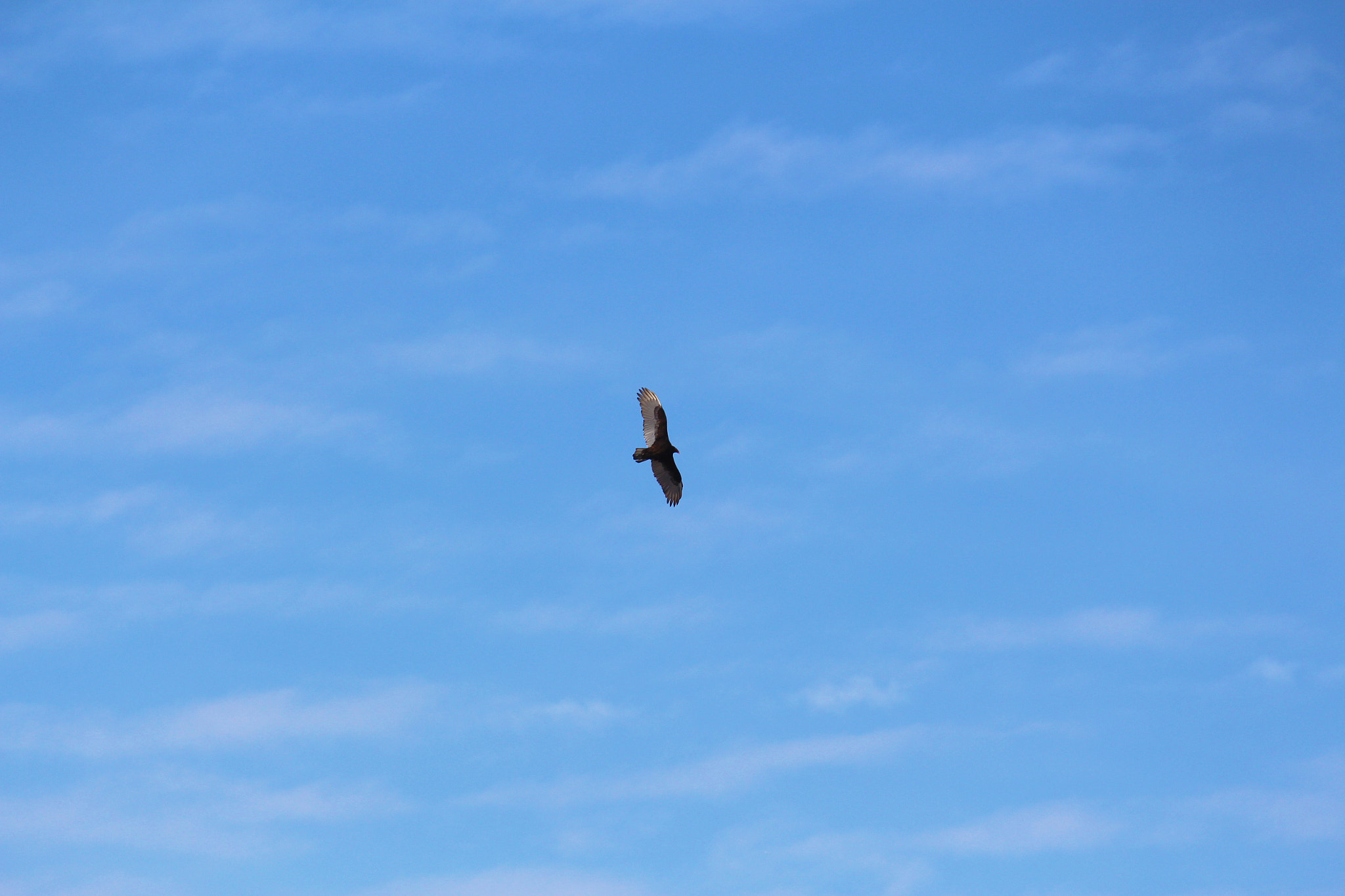 Canon EF-S 55-250mm F4-5.6 IS II sample photo. Annie photography