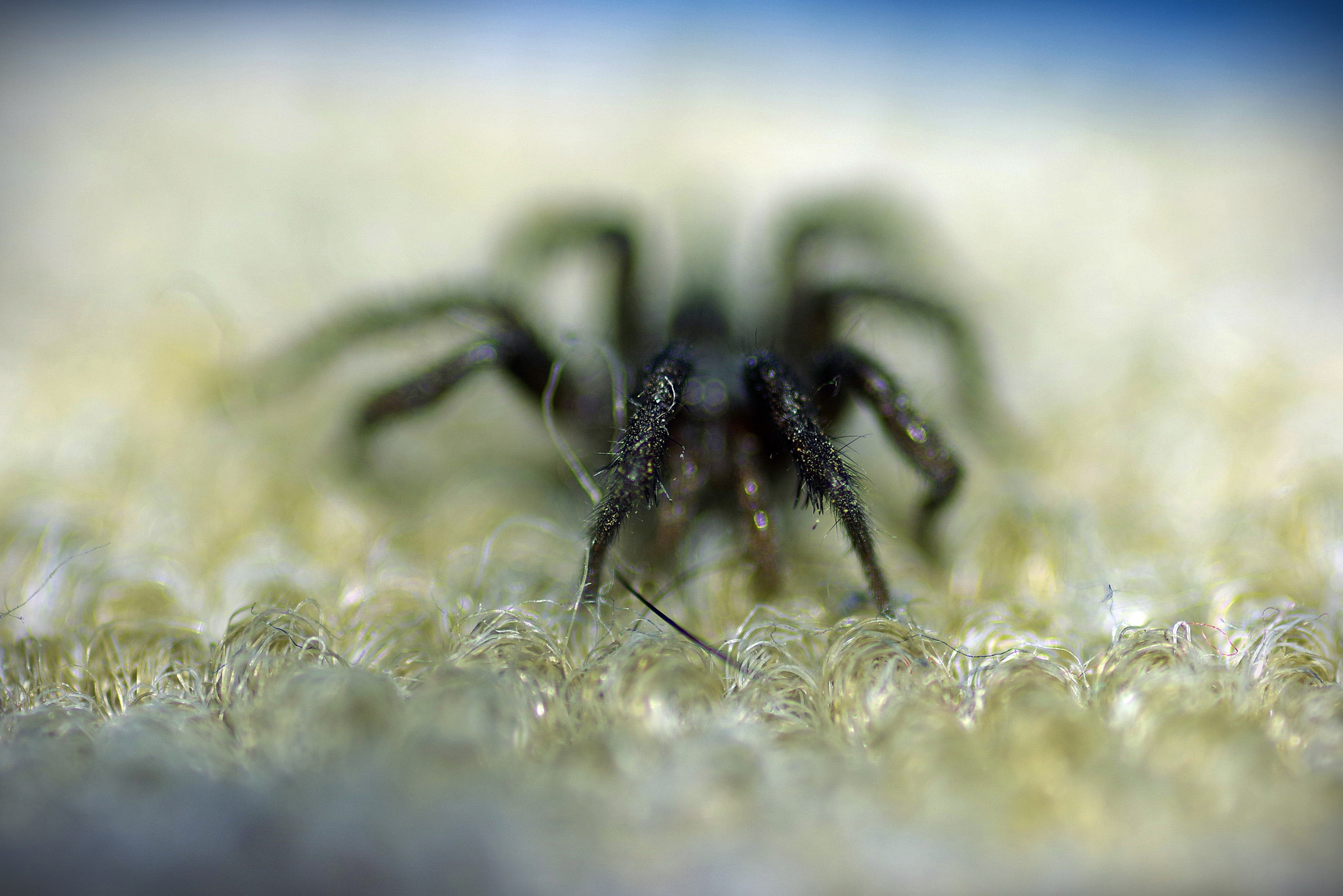 Pentax smc D-FA 100mm F2.8 Macro WR sample photo. Una araña en la alfombra photography