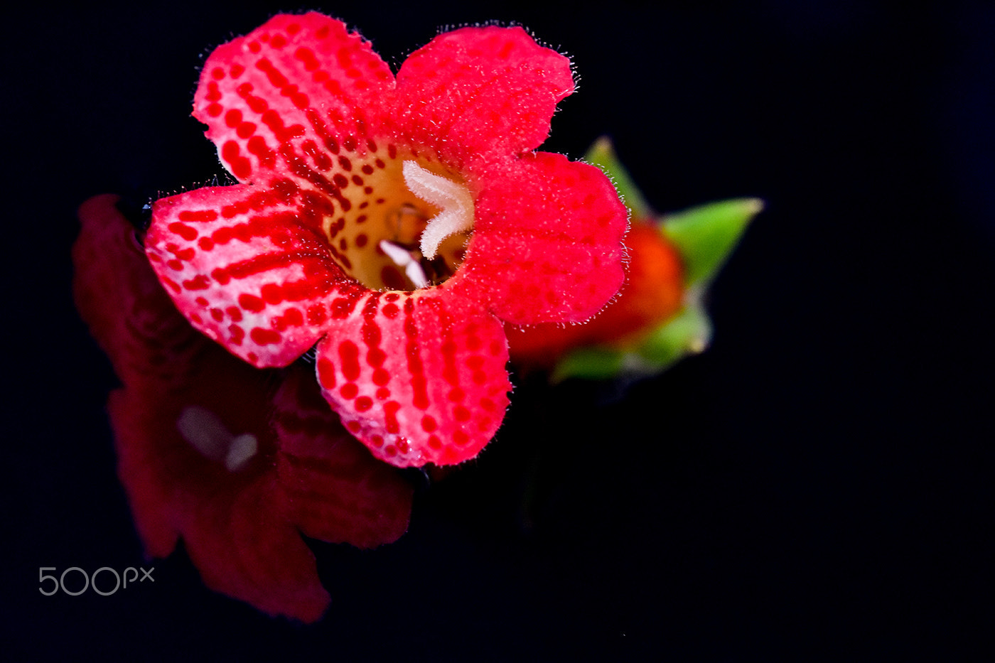 Sigma 150mm F2.8 EX DG Macro HSM sample photo. Red photography