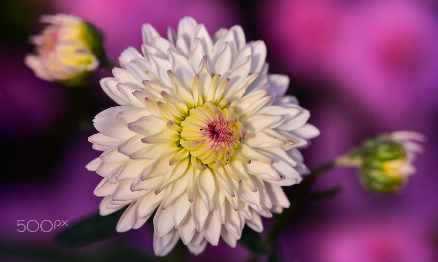 Sigma 150mm F2.8 EX DG Macro HSM sample photo. Pink photography