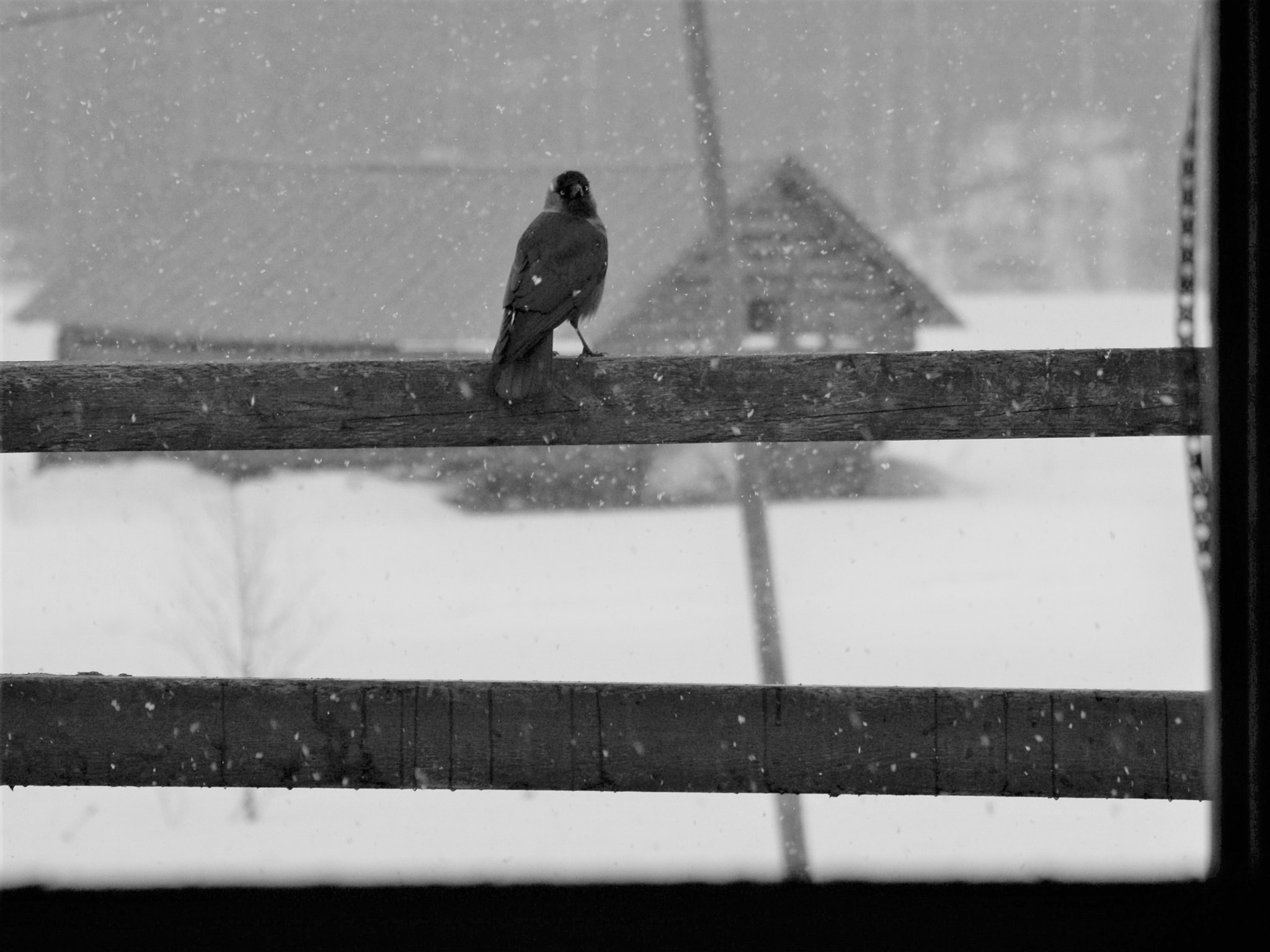 Pentax K-500 sample photo. Gray photography