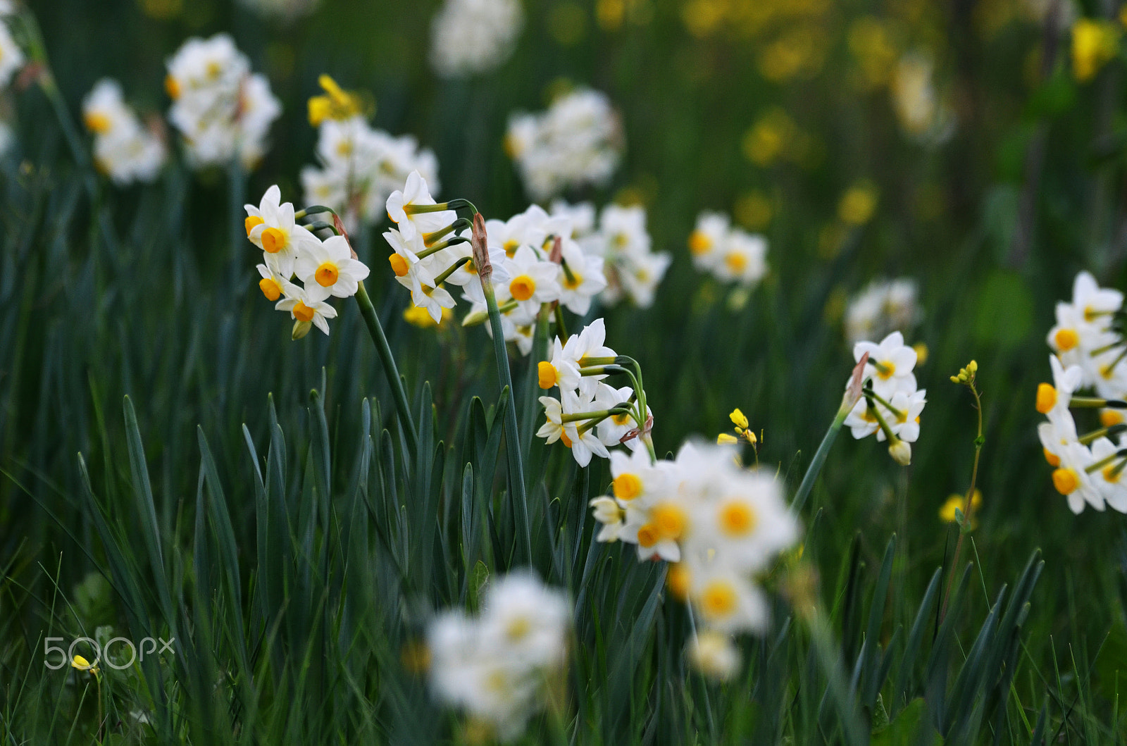 AF Nikkor 50mm f/1.8 N + 1.4x sample photo. Narcissus tazetta photography