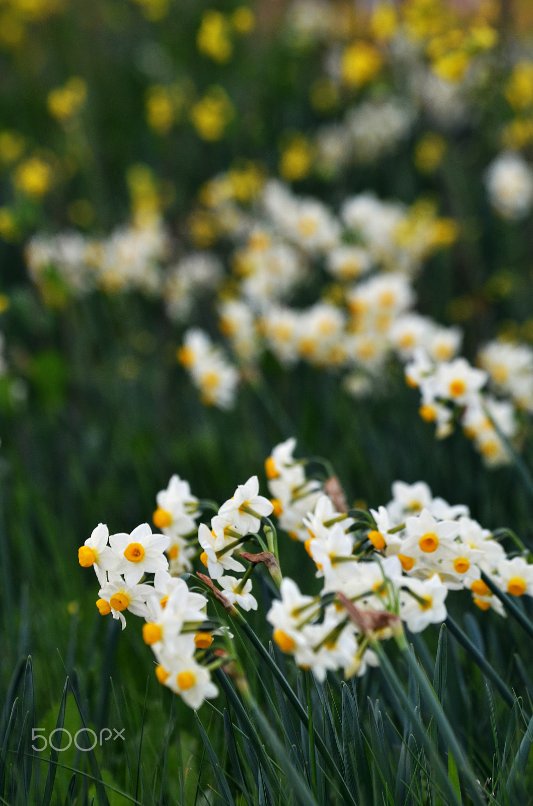 AF Zoom-Nikkor 35-70mm f/2.8 + 2x sample photo. Narcissus tazetta photography