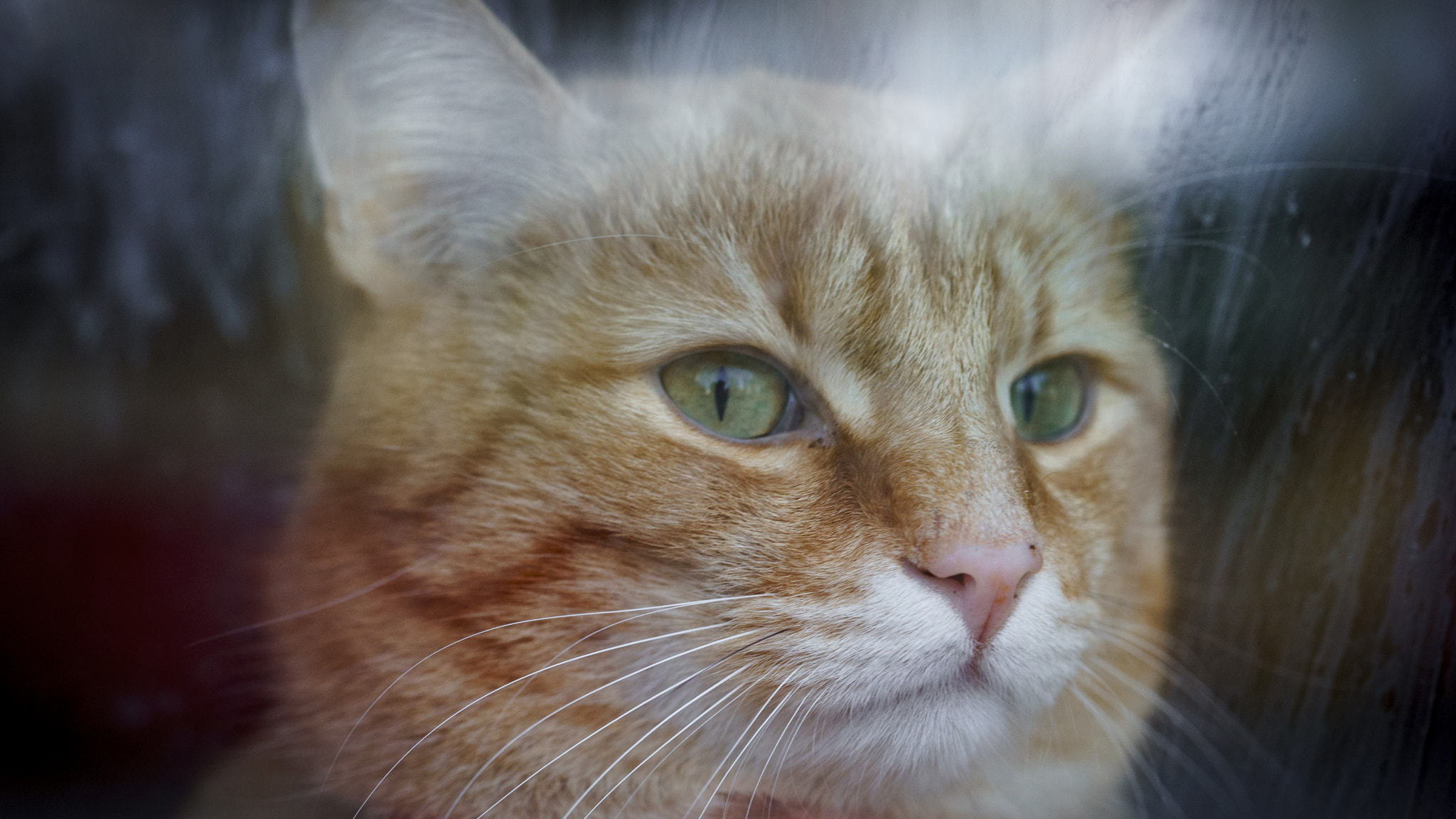 Sony a7 II + Sony FE 90mm F2.8 Macro G OSS sample photo. Take a sharp look, behind window photography