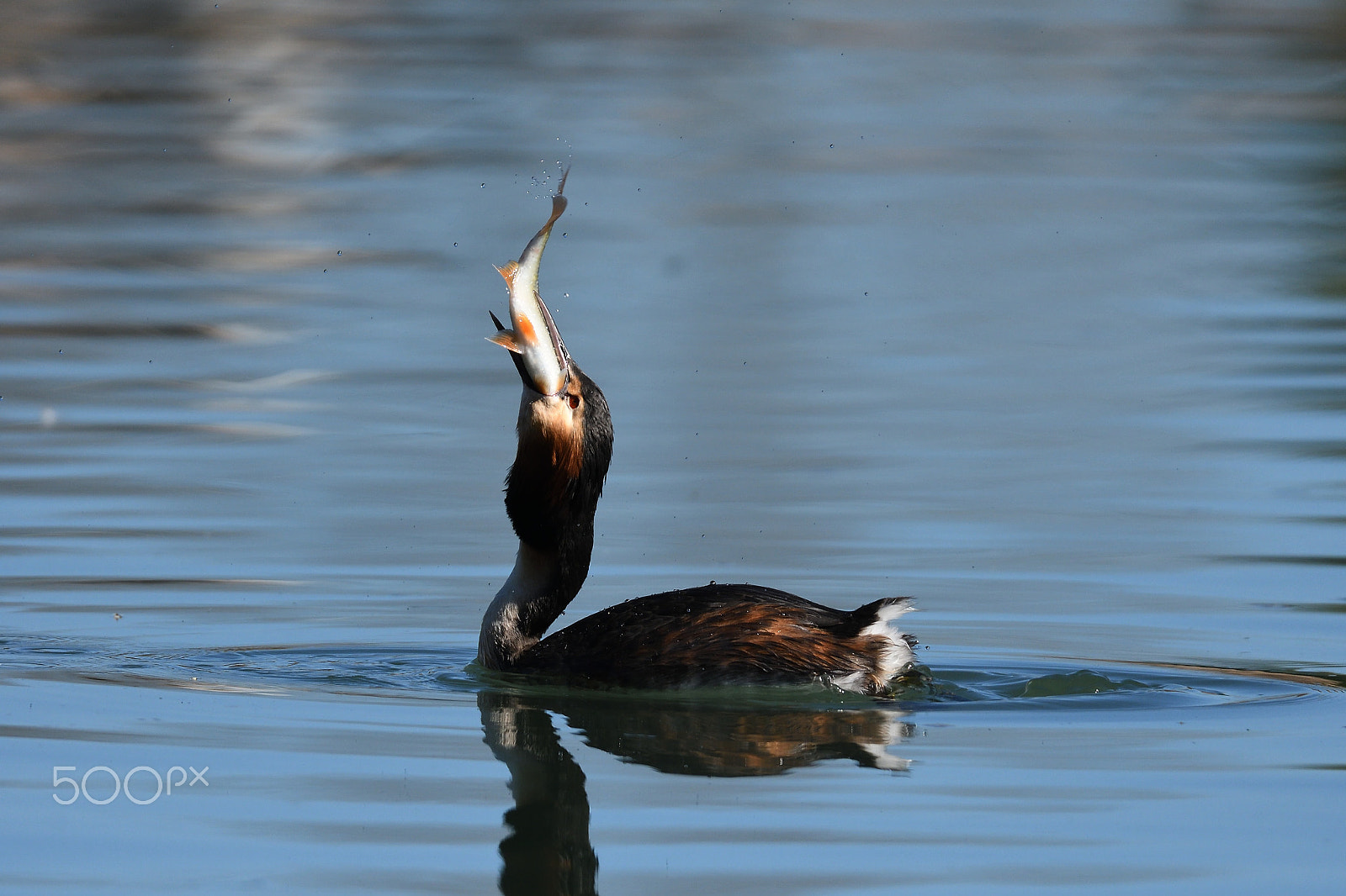 Sigma 150-600mm F5-6.3 DG OS HSM | S sample photo. Ingordo.. photography
