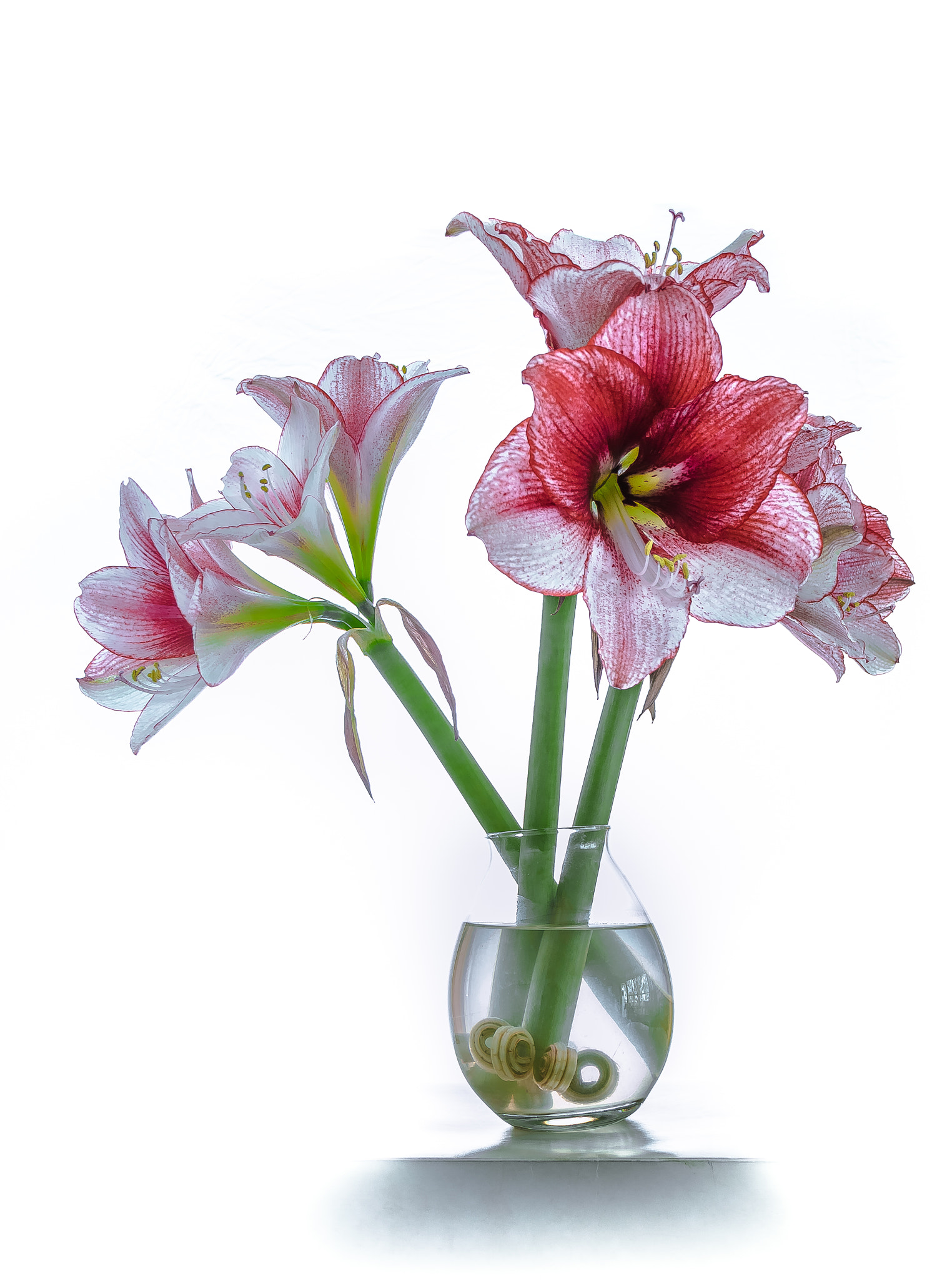 Sigma 18-125mm F3.8-5.6 DC OS HSM sample photo. Amaryllis photography