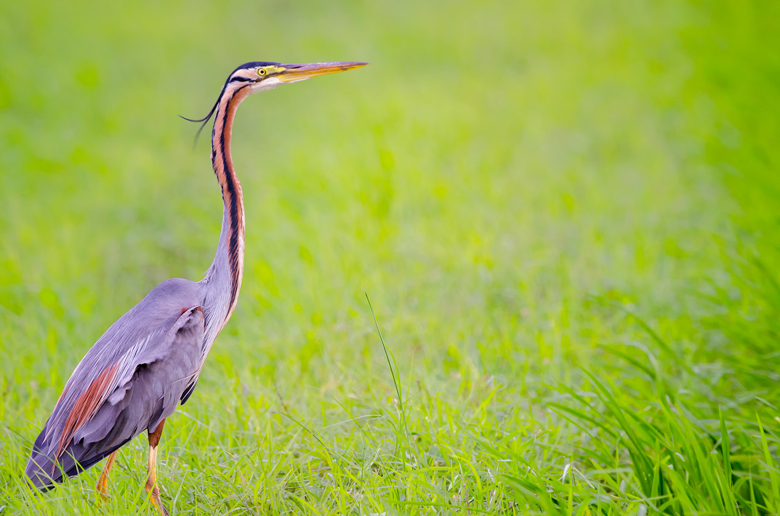 Nikon D7000 + Nikon AF-S Nikkor 500mm F4G ED VR sample photo. Purple heron photography
