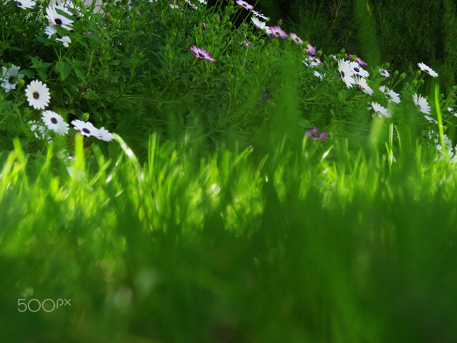 Pentax 06 Telephoto 15-45mm sample photo. Intensidad en verde... photography