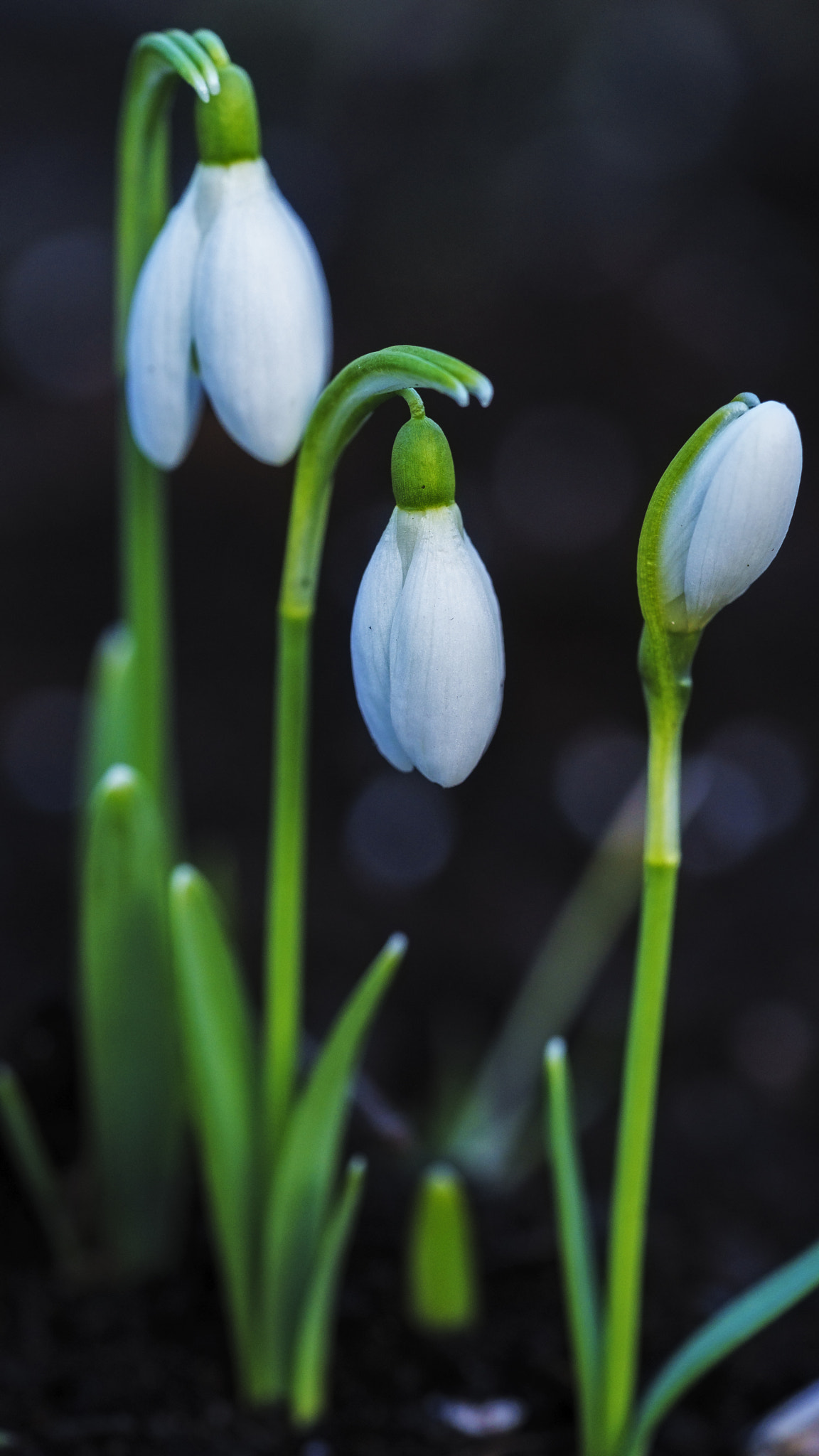 Sony a7 II sample photo. Snowdrops photography