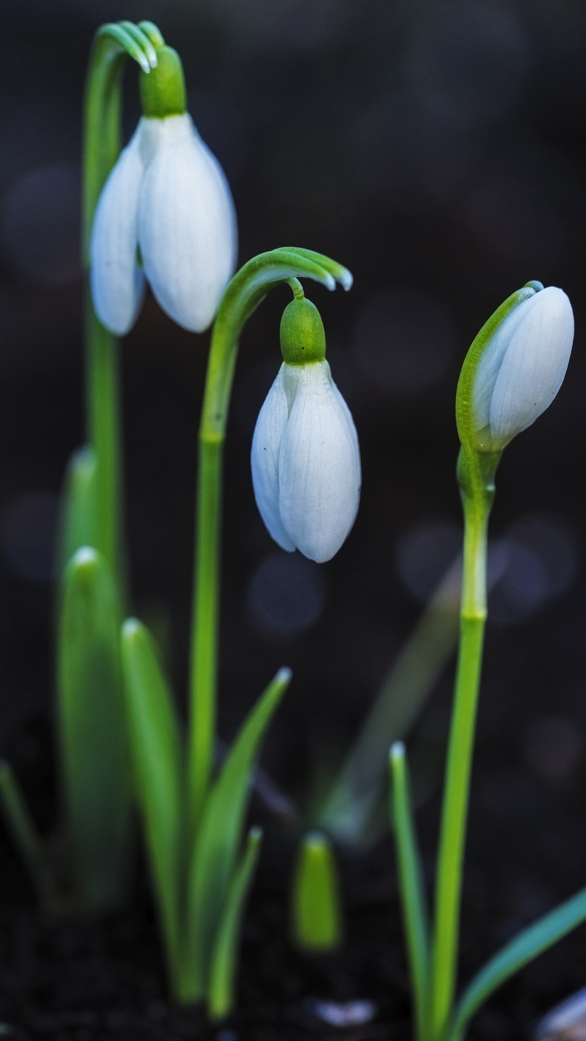 Sony a7 II + Sony FE 90mm F2.8 Macro G OSS sample photo. Snowdrops photography