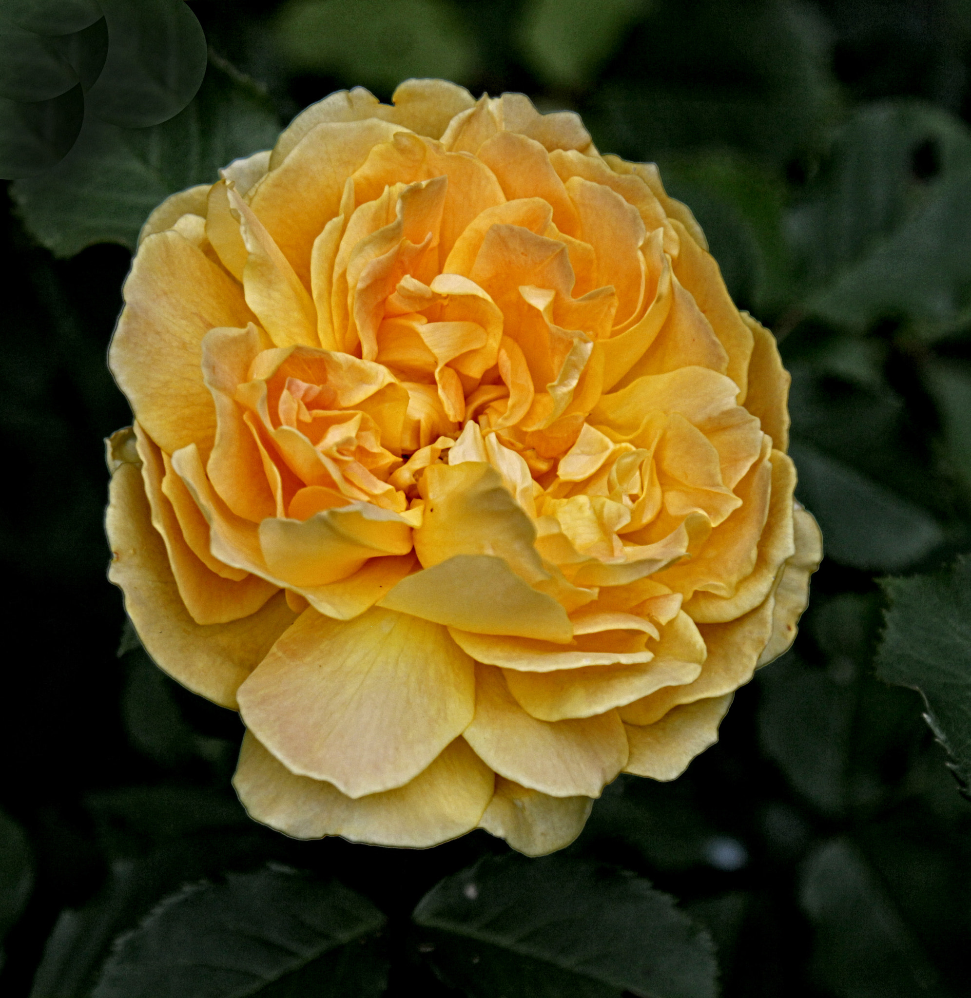 Canon EOS 50D + Canon EF 24-105mm F4L IS USM sample photo. Lg rose 07 pd photography