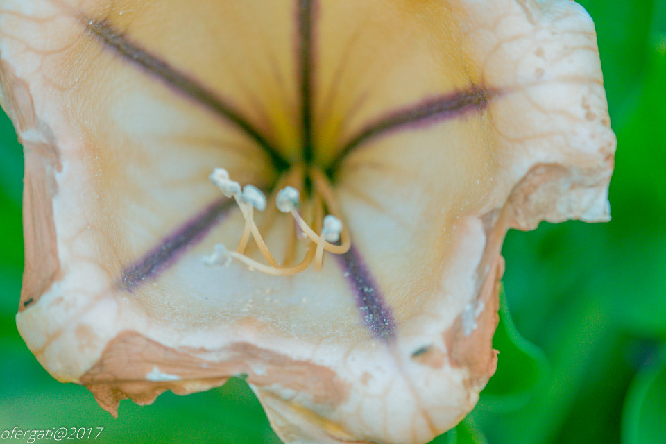 Nikon D600 + Nikon AF Micro-Nikkor 200mm F4D ED-IF sample photo. Flower photography