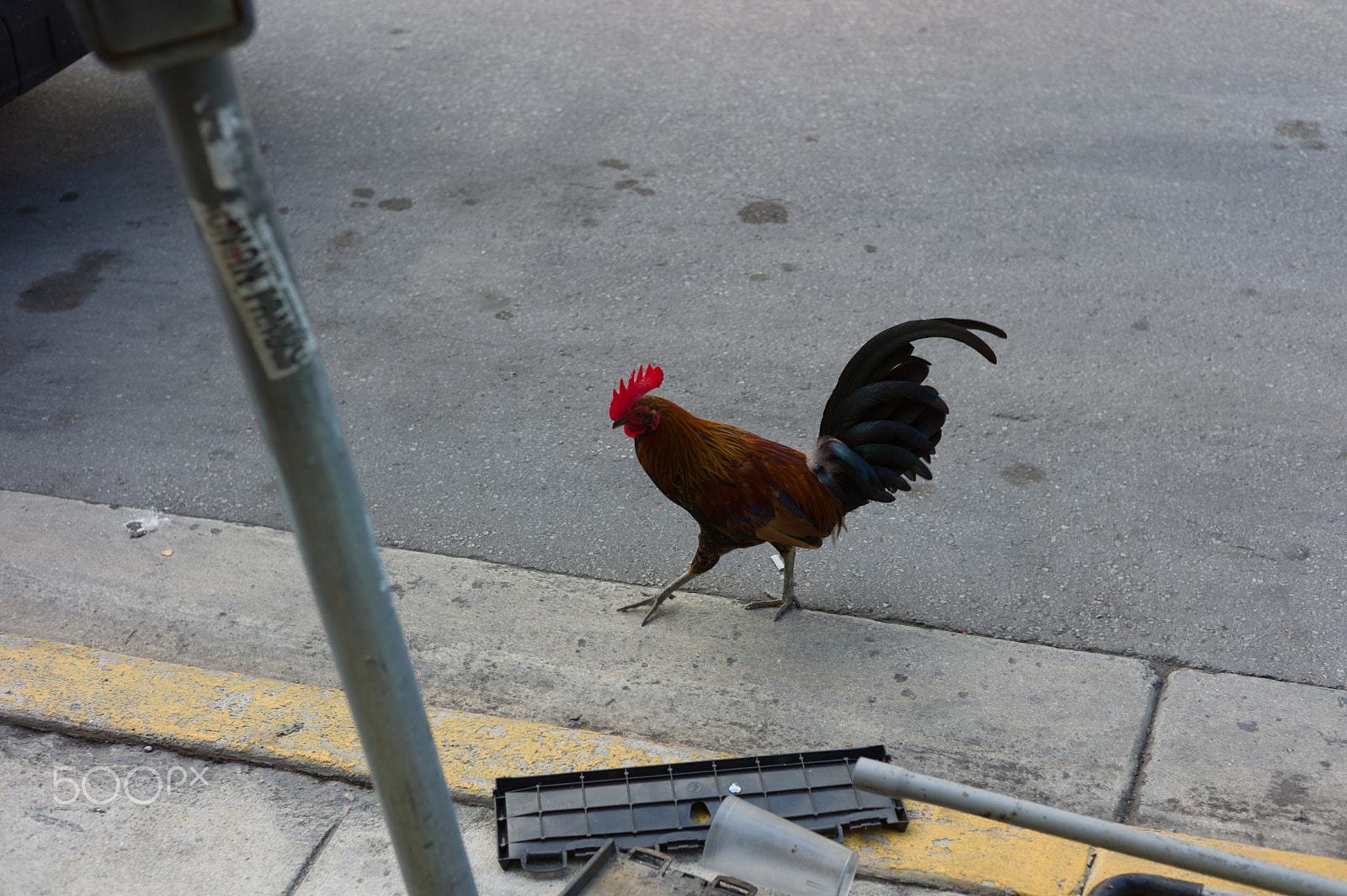 Leica M9 + Summicron-M 50mm f/2 (III) sample photo. Rooster photography