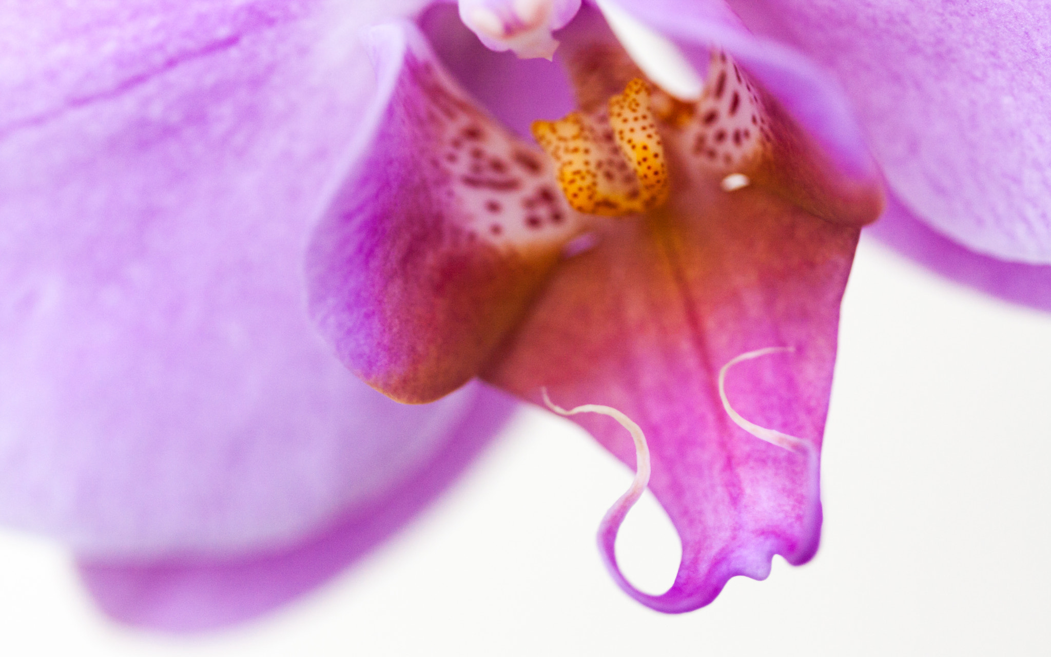 Canon EF 100mm F2.8 Macro USM sample photo. So fragile, yet so threatening... photography
