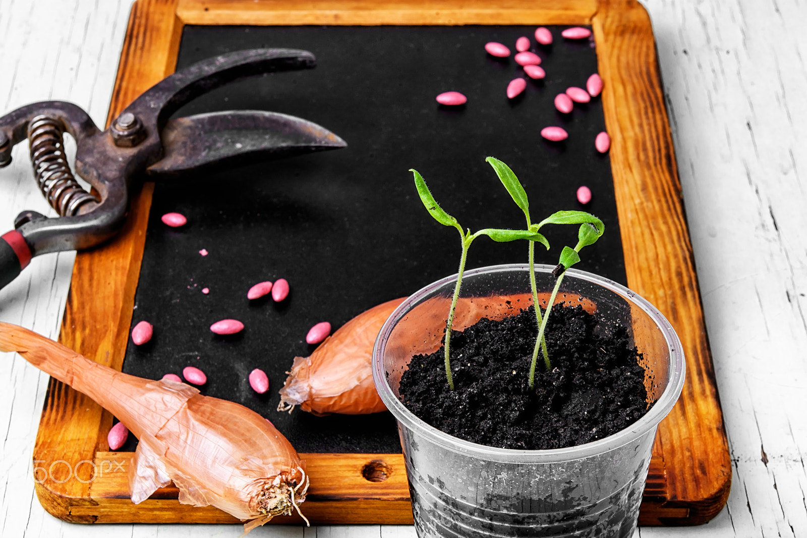 Nikon AF-S Micro-Nikkor 60mm F2.8G ED sample photo. Plant seeds and seedlings photography