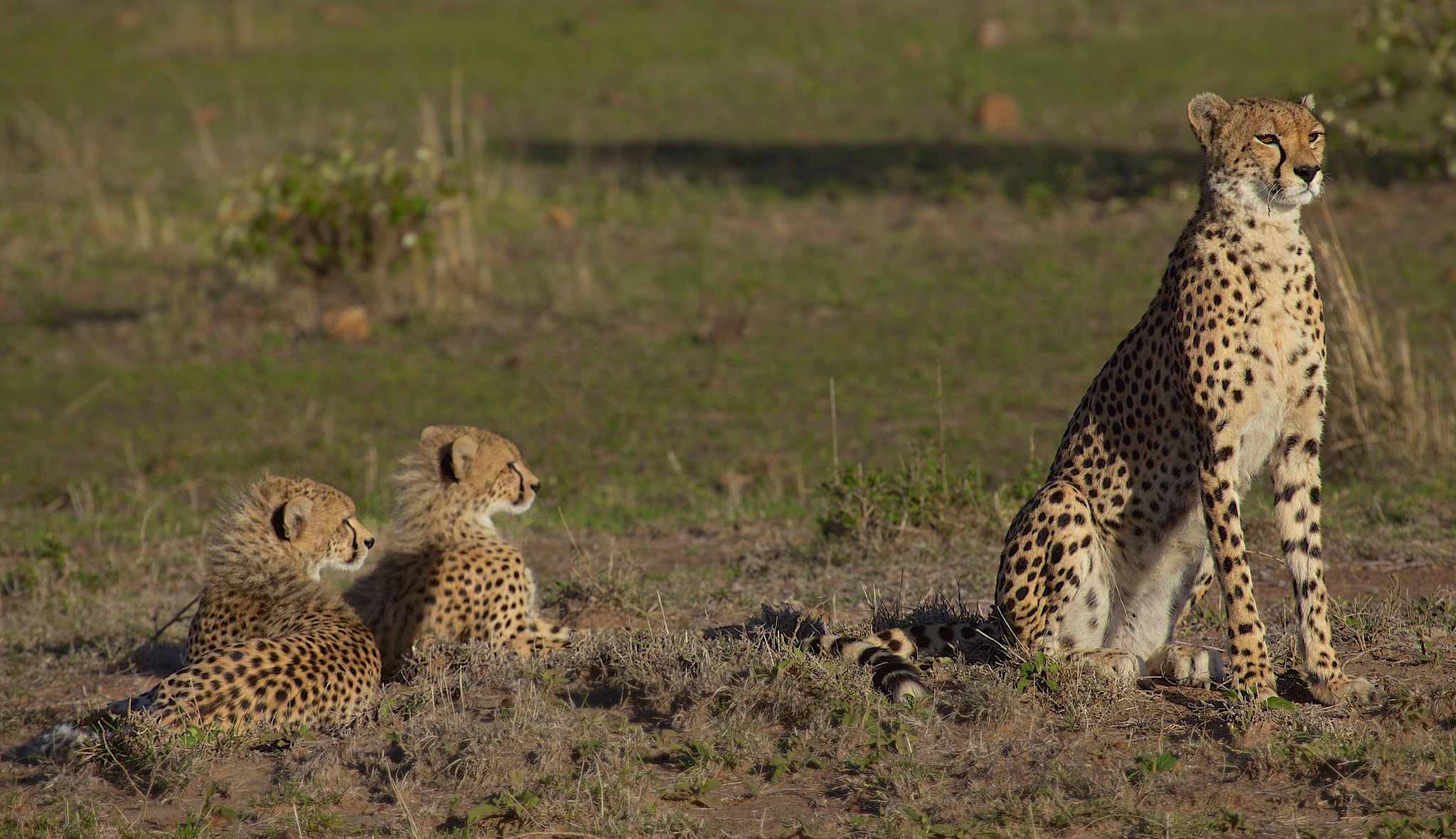 Canon EF 100-400mm F4.5-5.6L IS USM sample photo. Watchful eye photography