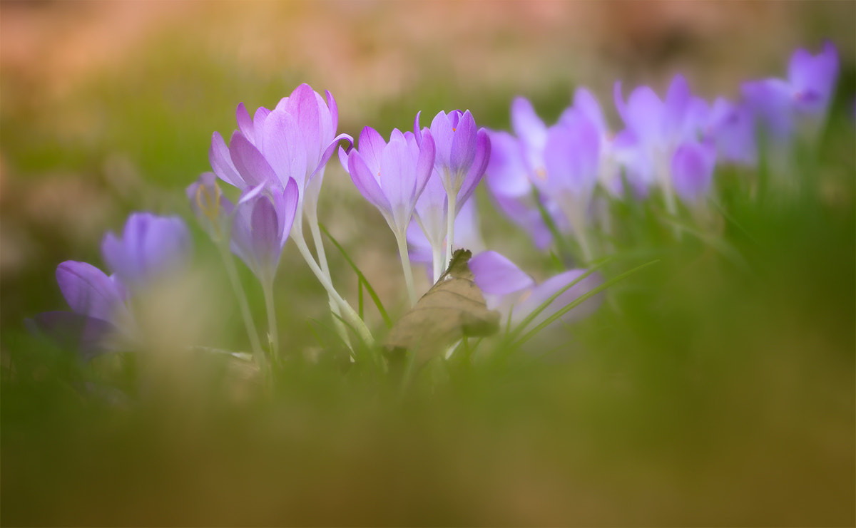 Canon EOS 60D + Tamron SP AF 90mm F2.8 Di Macro sample photo. Krokus photography