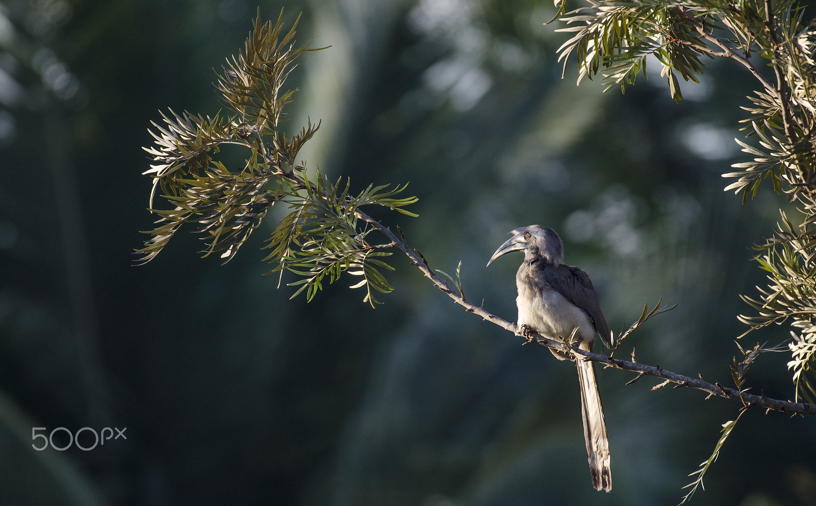 Nikon AF-S Nikkor 200-500mm F5.6E ED VR sample photo. Pair with me photography