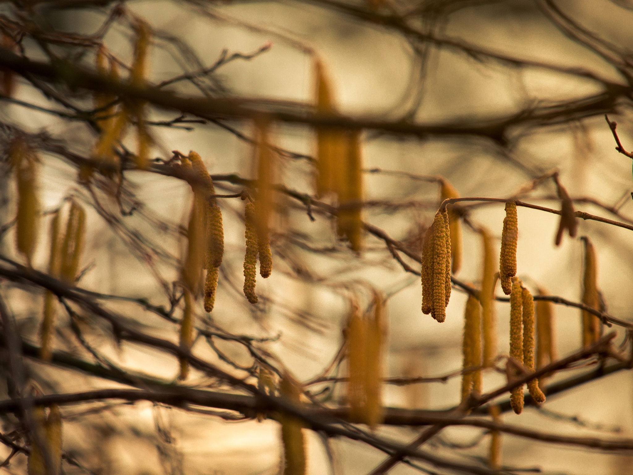 Olympus OM-D E-M1 sample photo. Messengers of spring photography