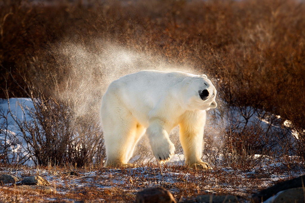 Polar Bear Shaking The Snow Off by Steve Perry on 500px.com