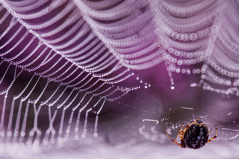 Canon EF 180mm F3.5L Macro USM sample photo. Spidermen in flowering heather photography