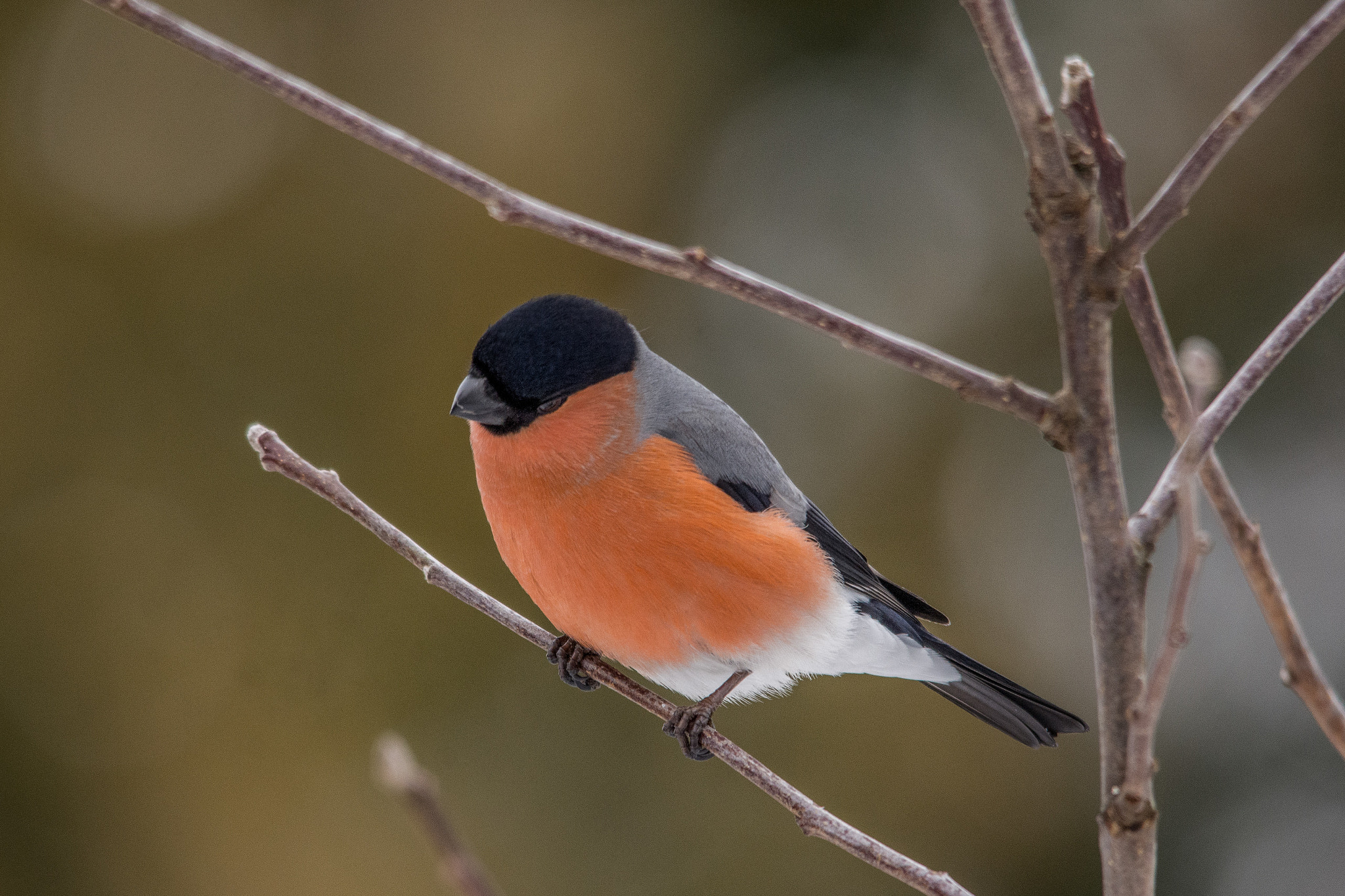 Sigma 150-500mm F5-6.3 DG OS HSM sample photo. A sleepy eurasian bullfinch. photography