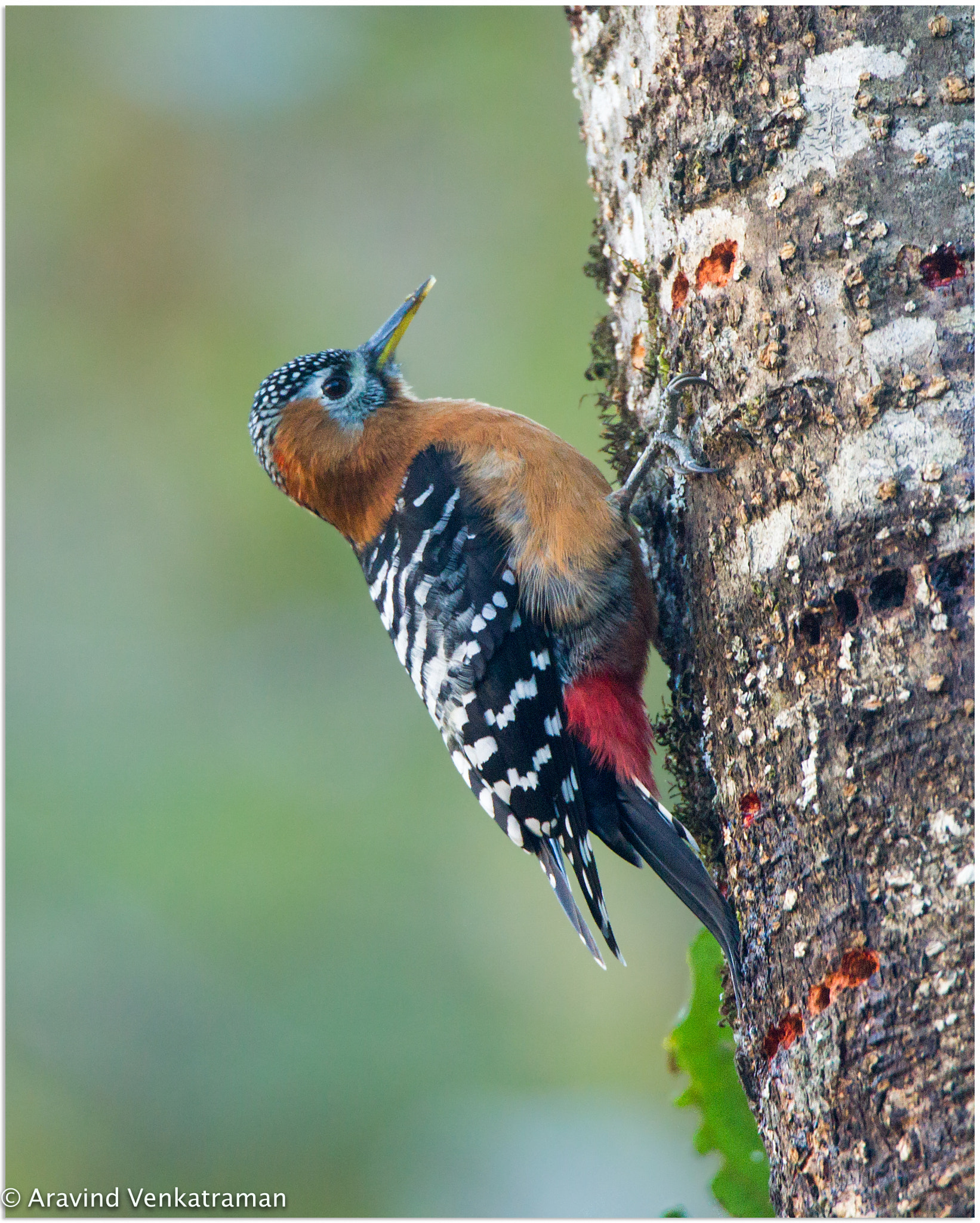 Canon EF 500mm F4L IS USM sample photo. Rufous - bellied woodpecker photography