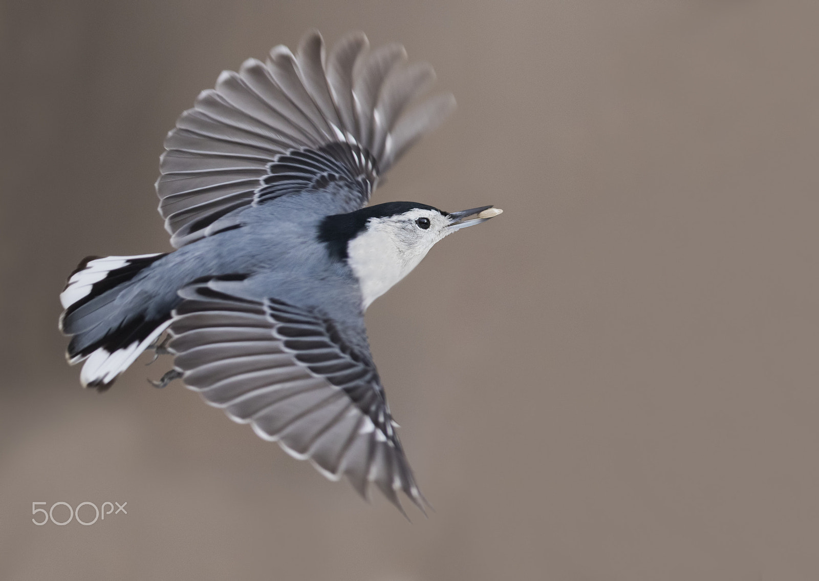 Canon EF 300mm F2.8L IS USM sample photo. Nuthatch in flight photography