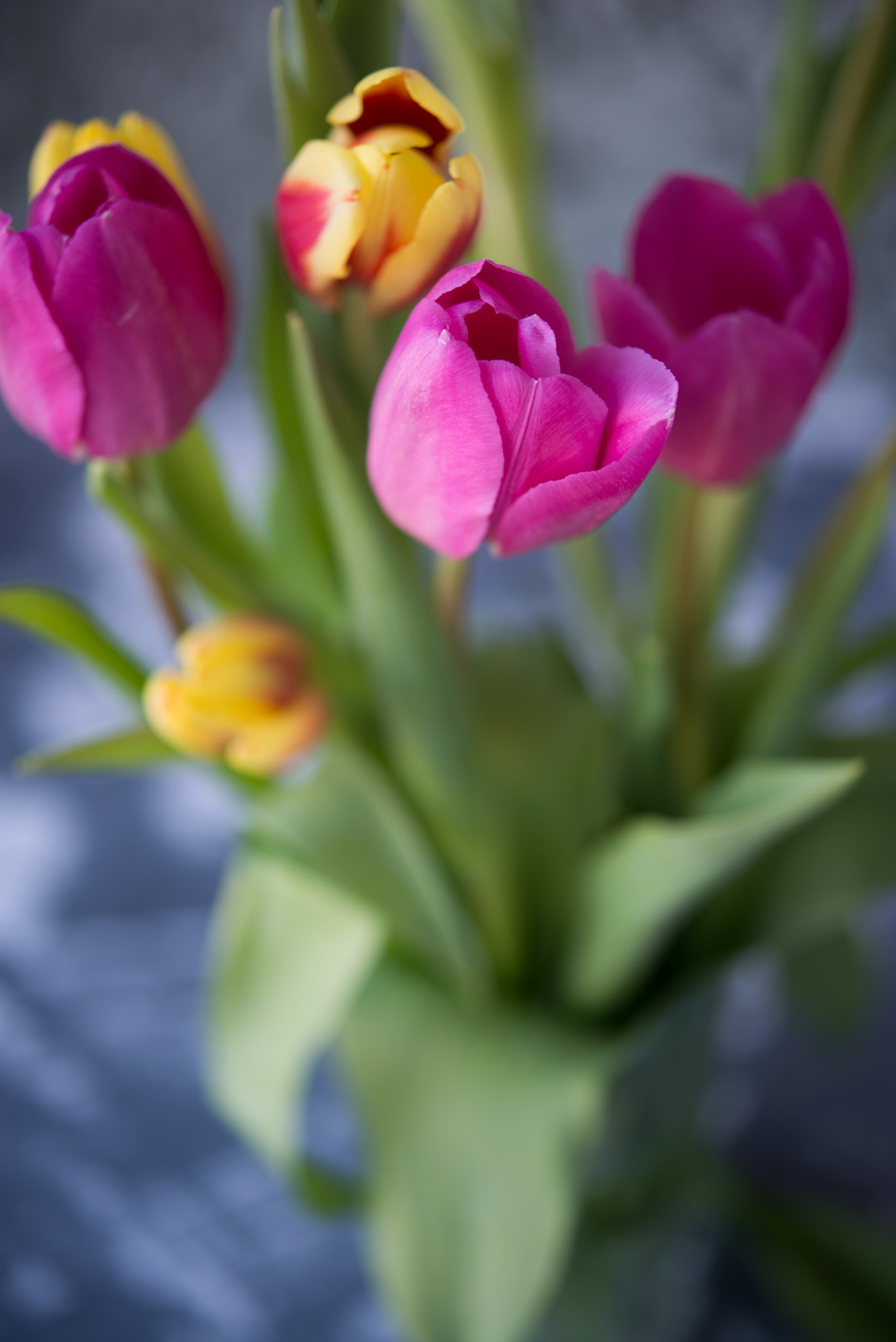 Nikon D800 sample photo. Spring tulips photography