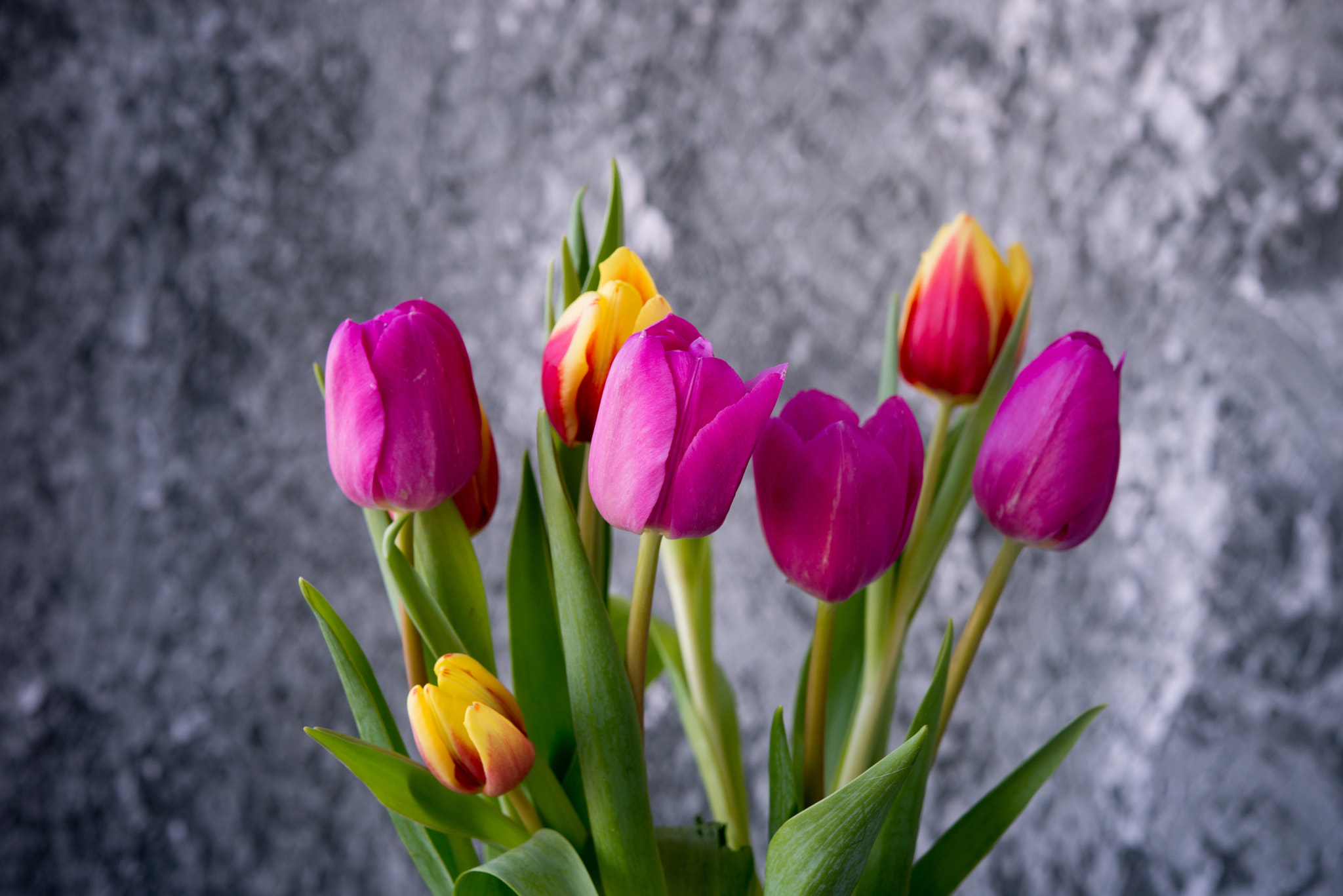 Nikon AF-S Micro-Nikkor 60mm F2.8G ED sample photo. Spring tulips photography
