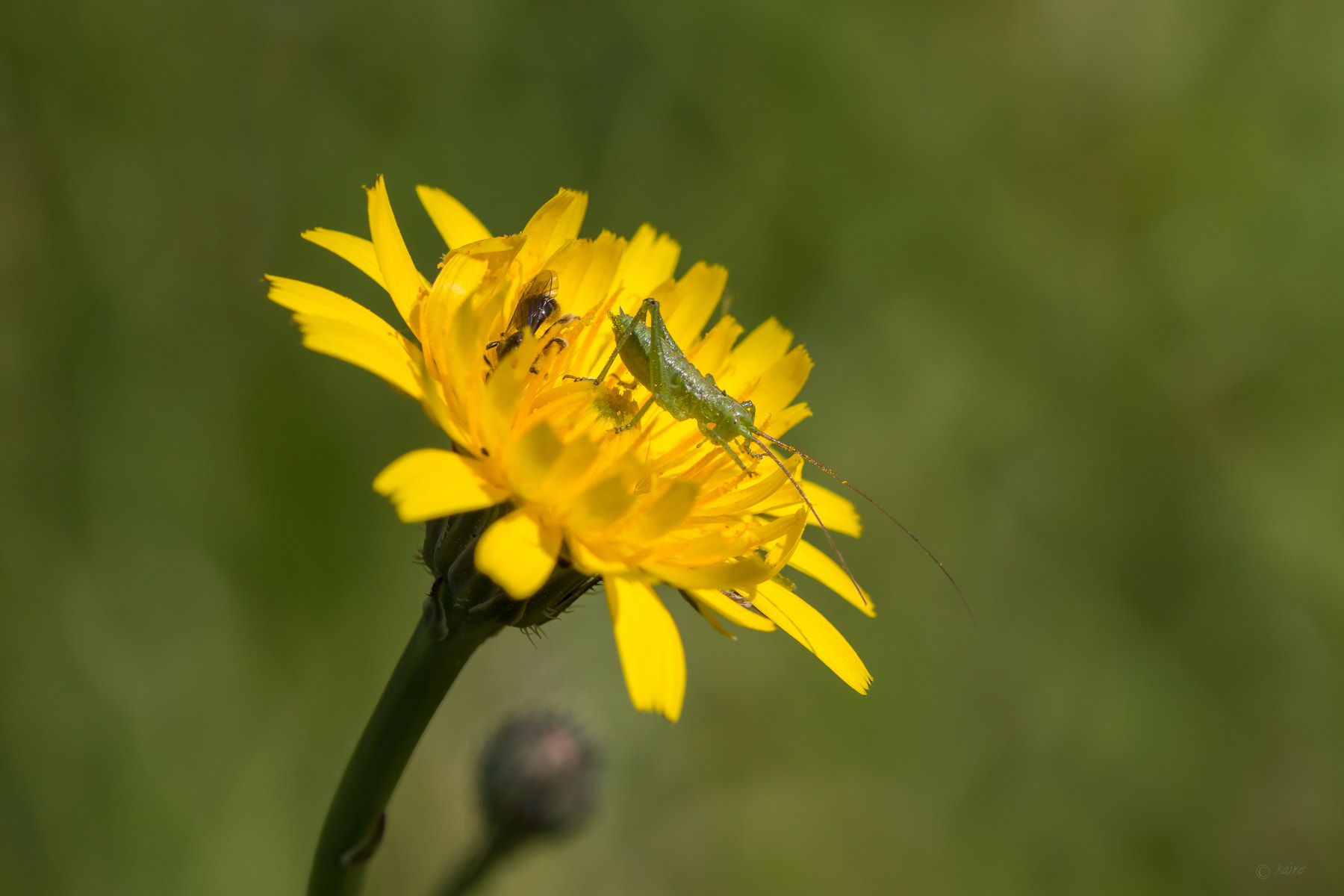 Sony SLT-A77 + 90mm F2.8 Macro SSM sample photo. Kindergarten  :) photography