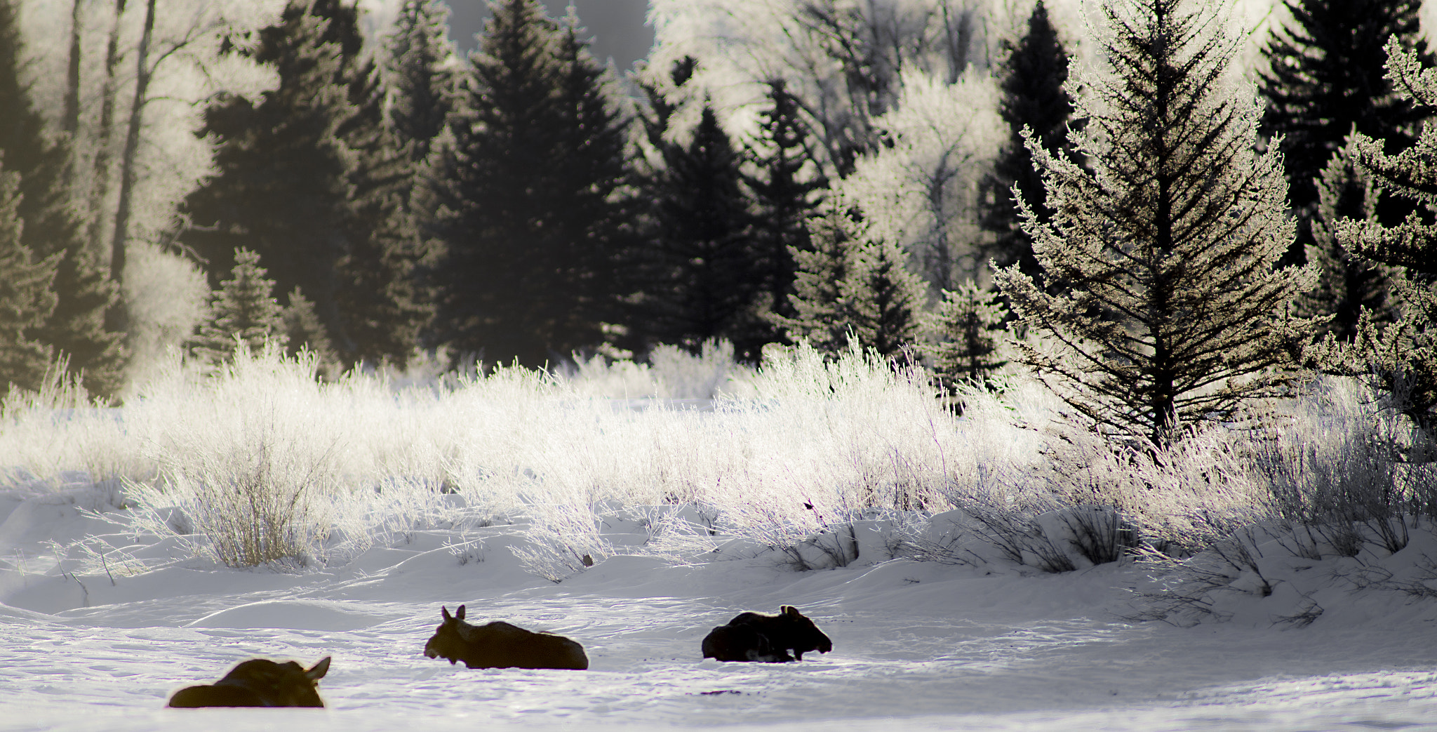 Canon EF 200mm F2.8L II USM sample photo. Cold morning for moose in yellowstone np photography