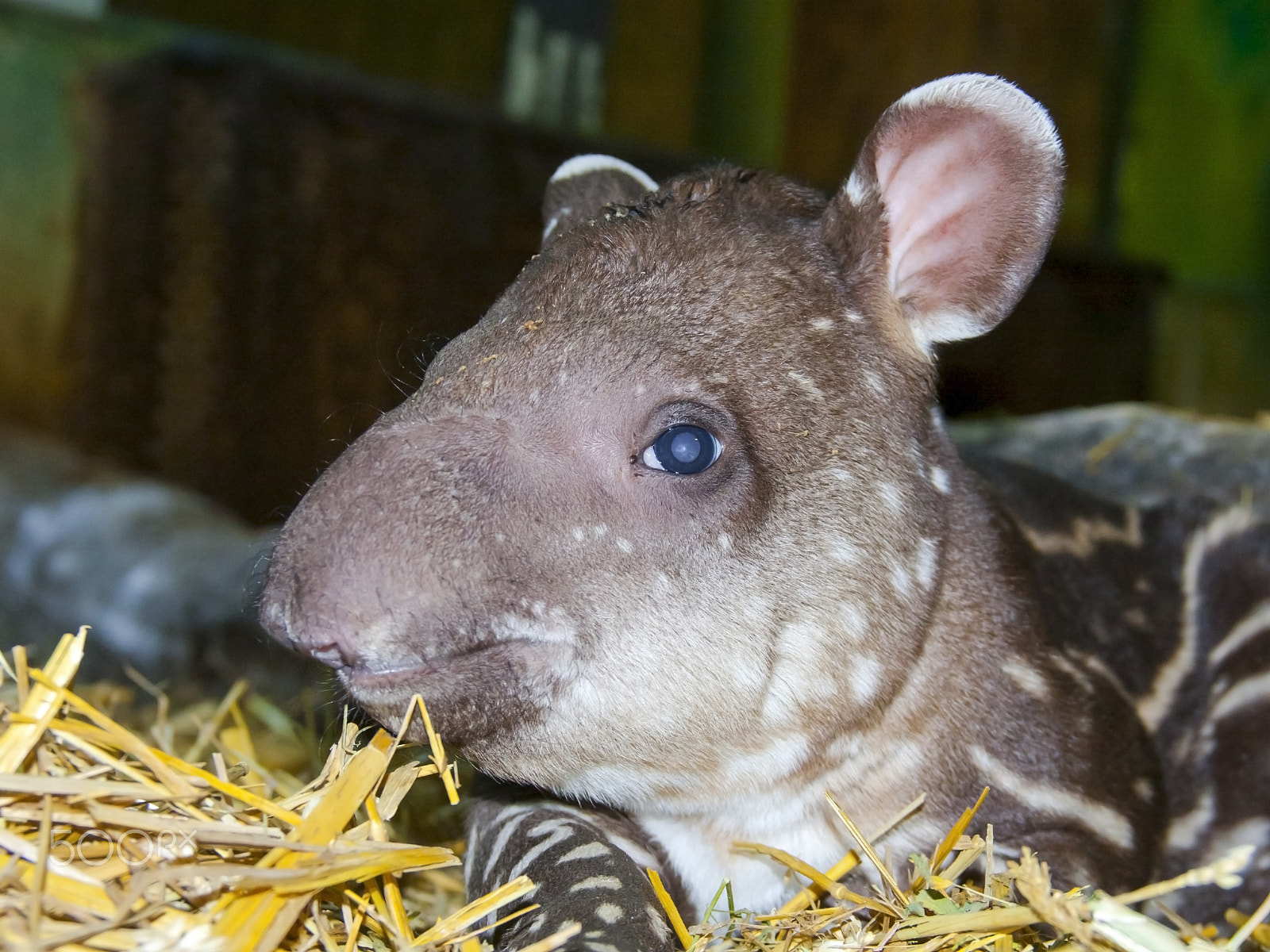 Canon EOS 40D sample photo. With a tapir baby photography