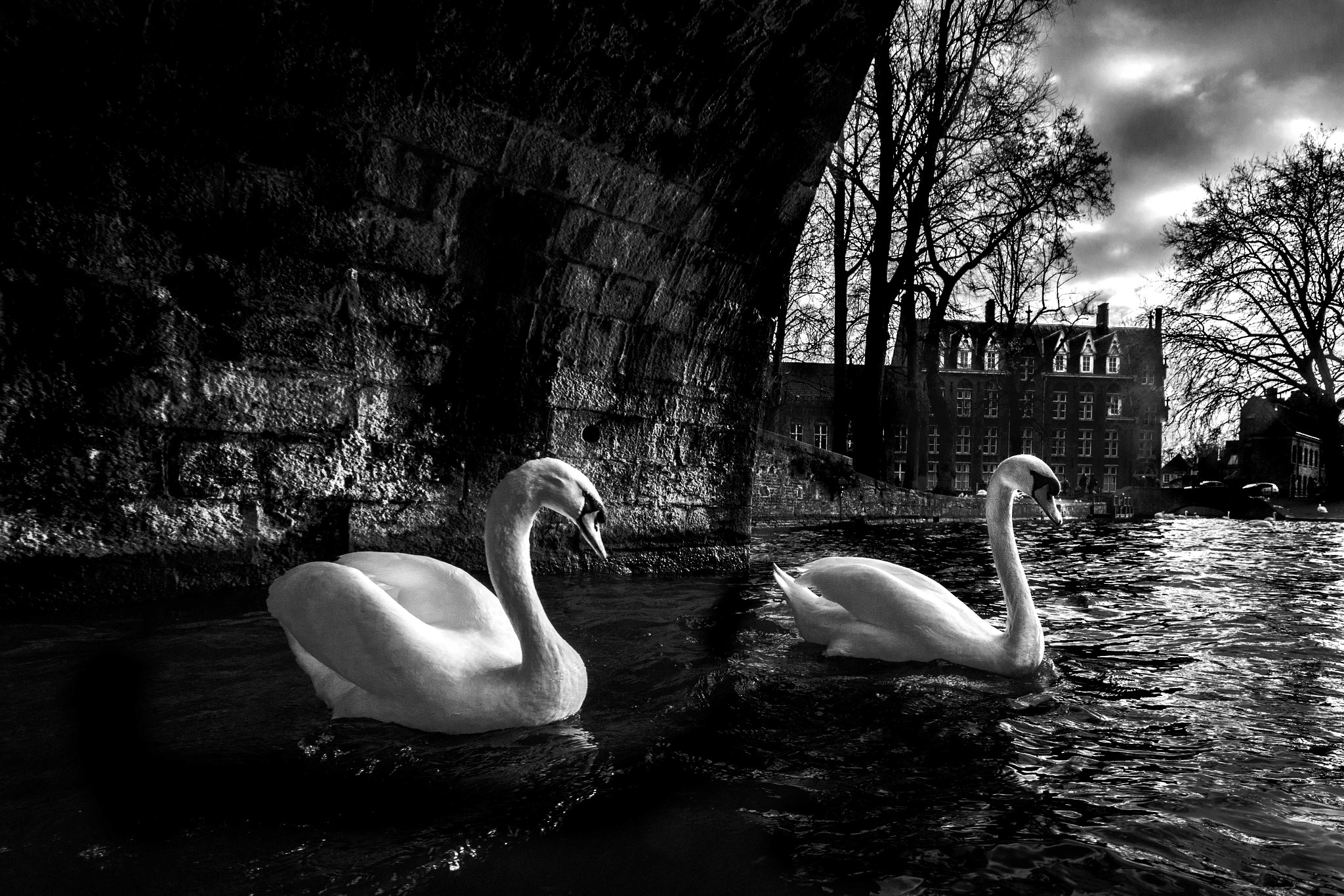 Nikon D7200 sample photo. Geese couple photography