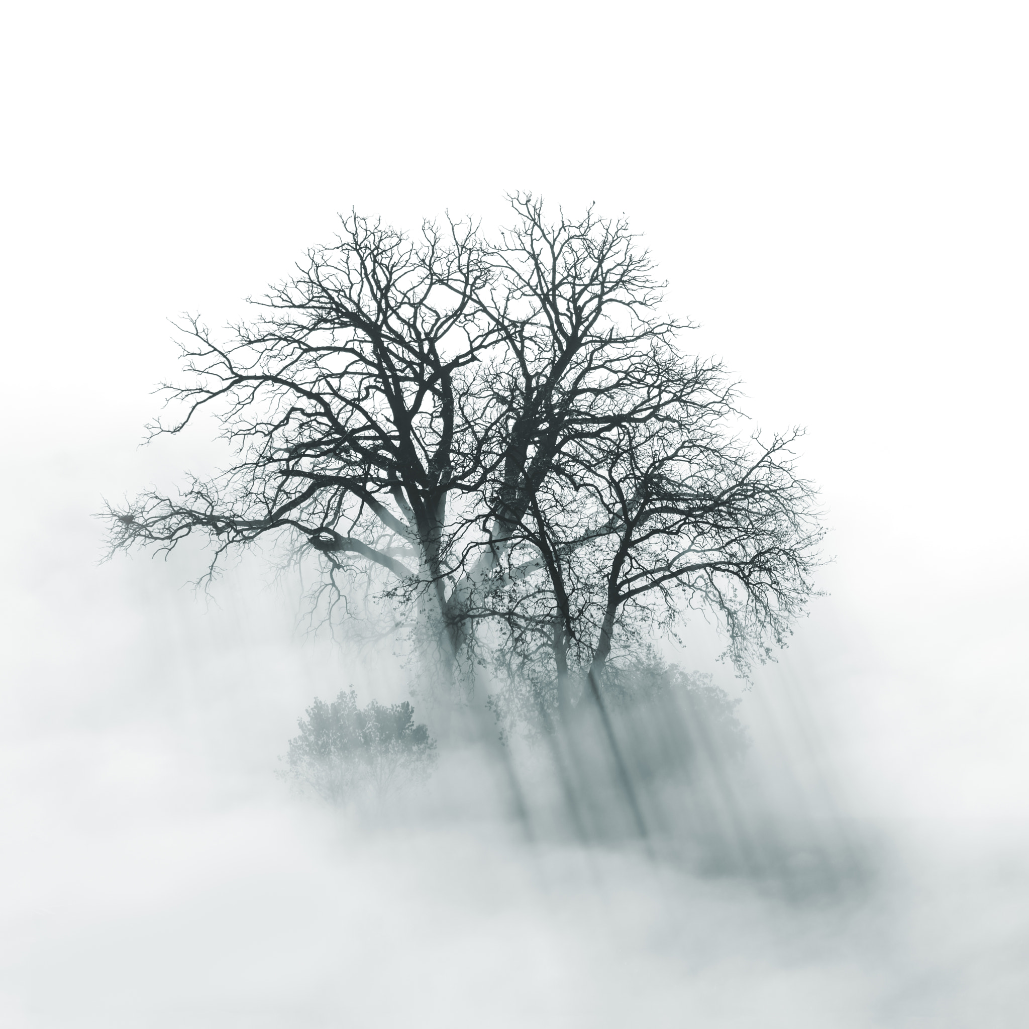 Canon EF 100-400mm F4.5-5.6L IS USM sample photo. Lone tree silhouette photography