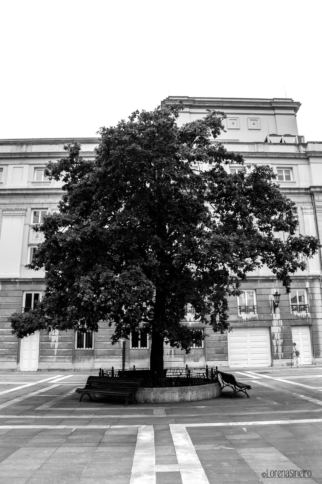 Canon EOS 1000D (EOS Digital Rebel XS / EOS Kiss F) sample photo. Tree in the square photography